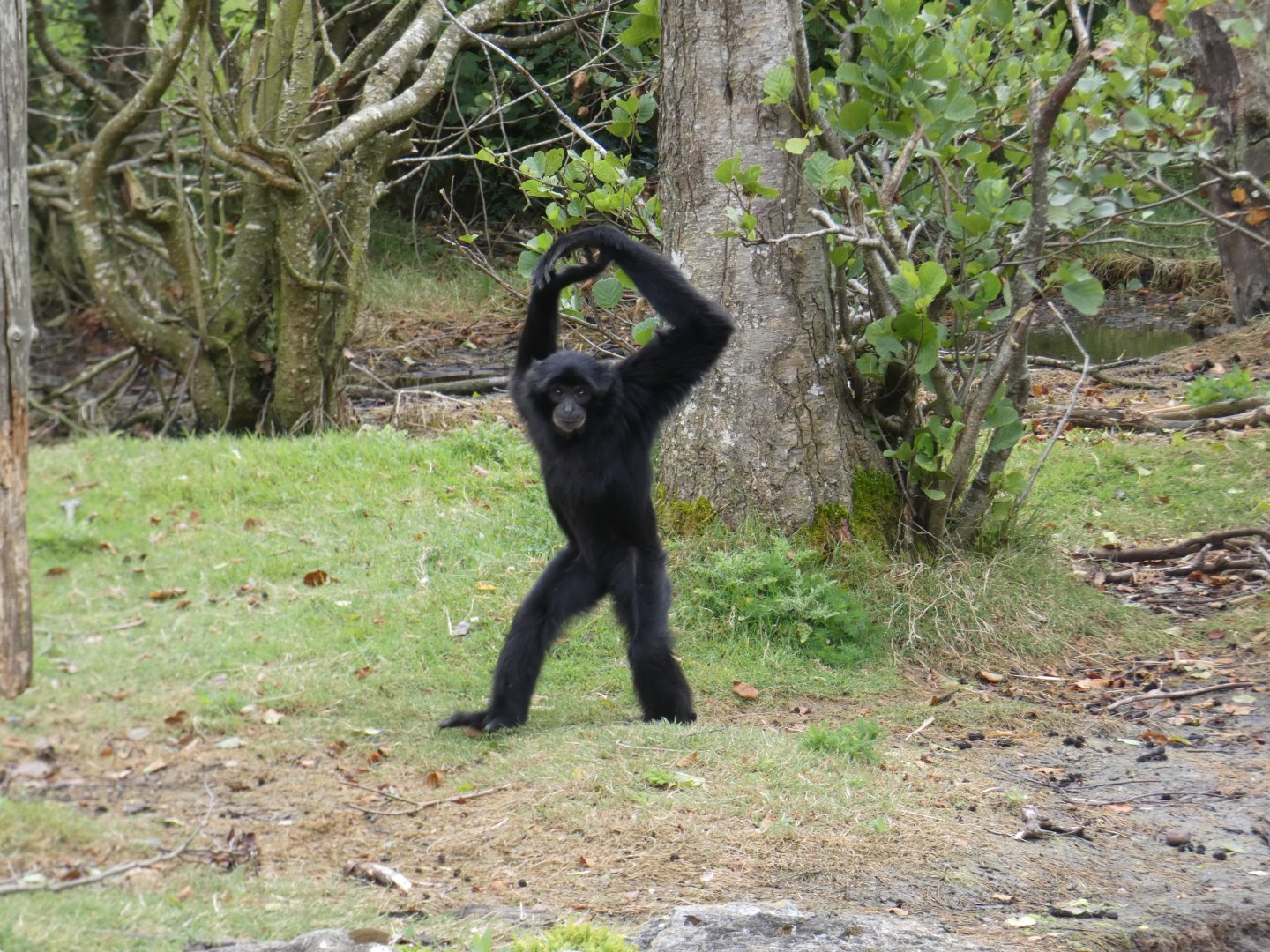 Siamang