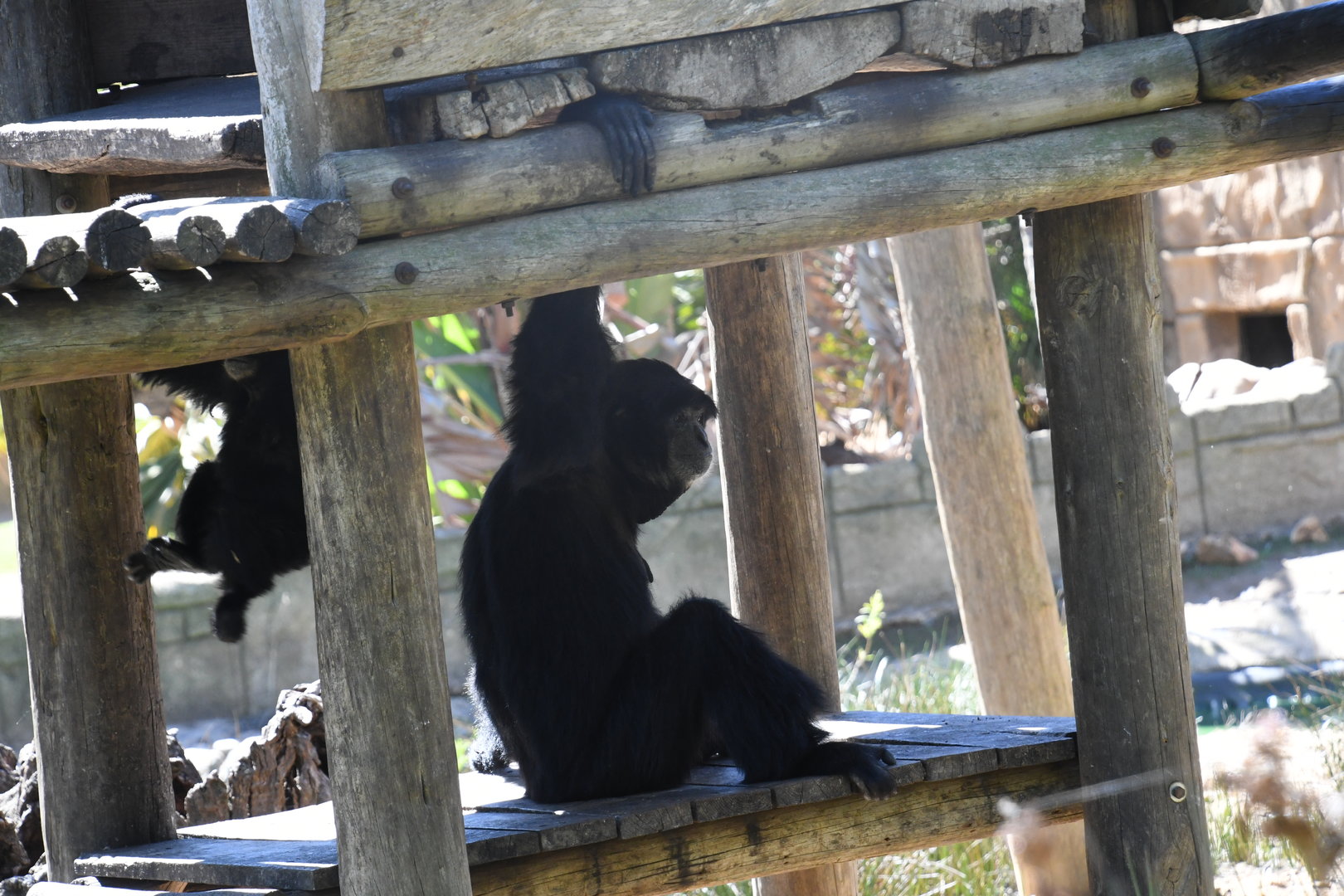 Siamang