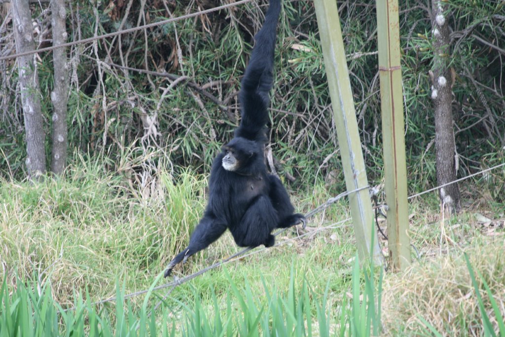 Siamang