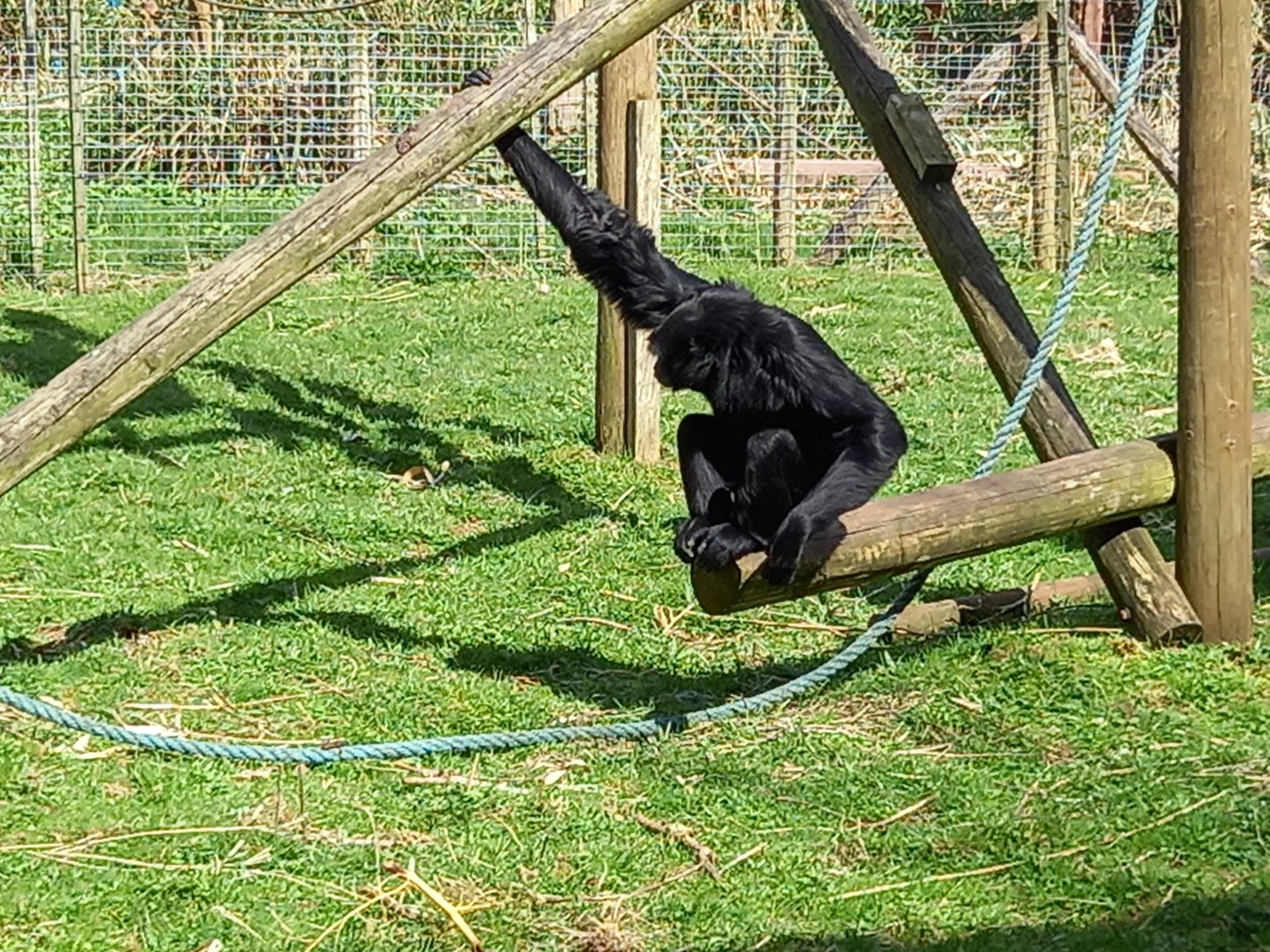 Siamang