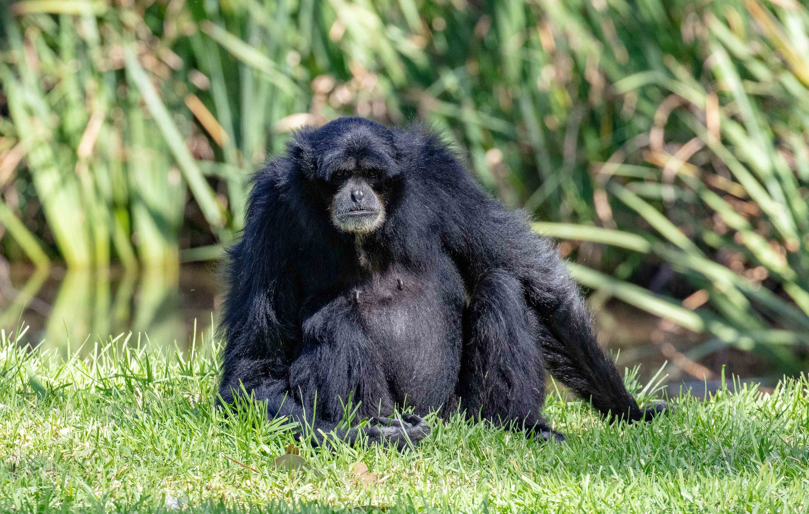 Siamang