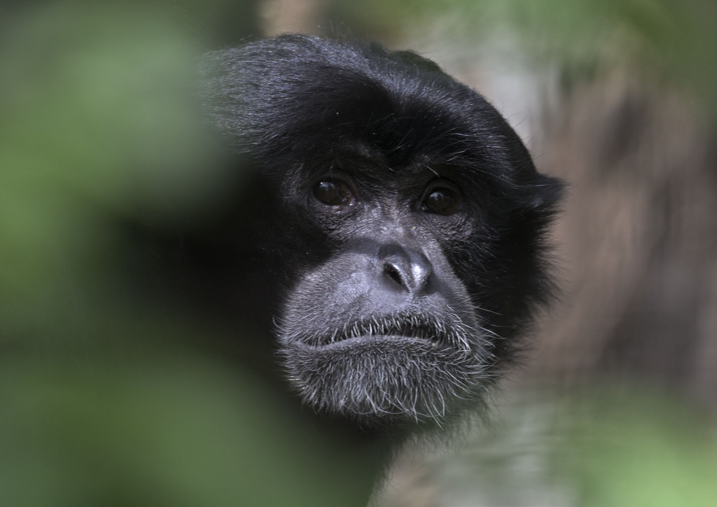Siamang
