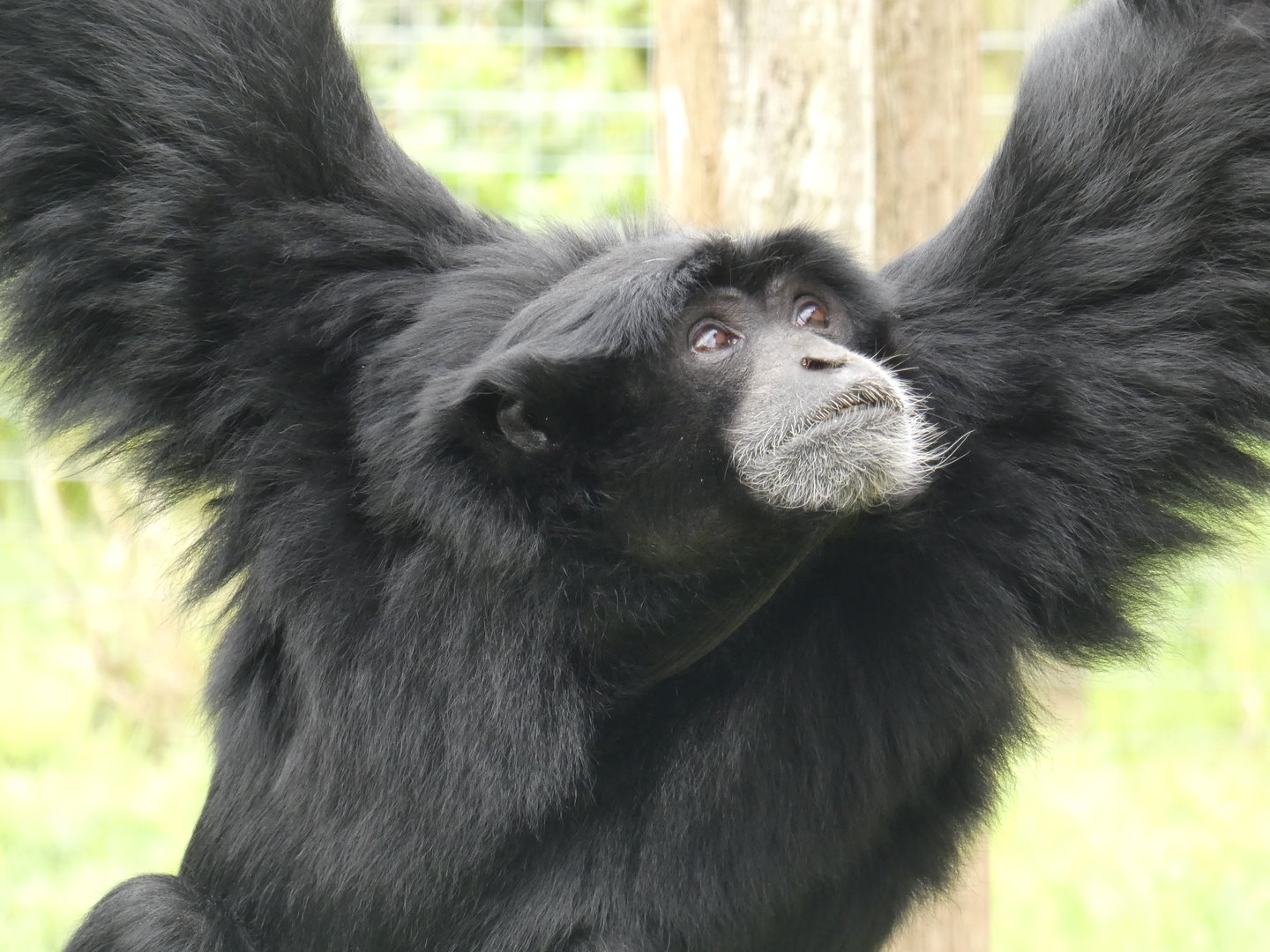 Siamang