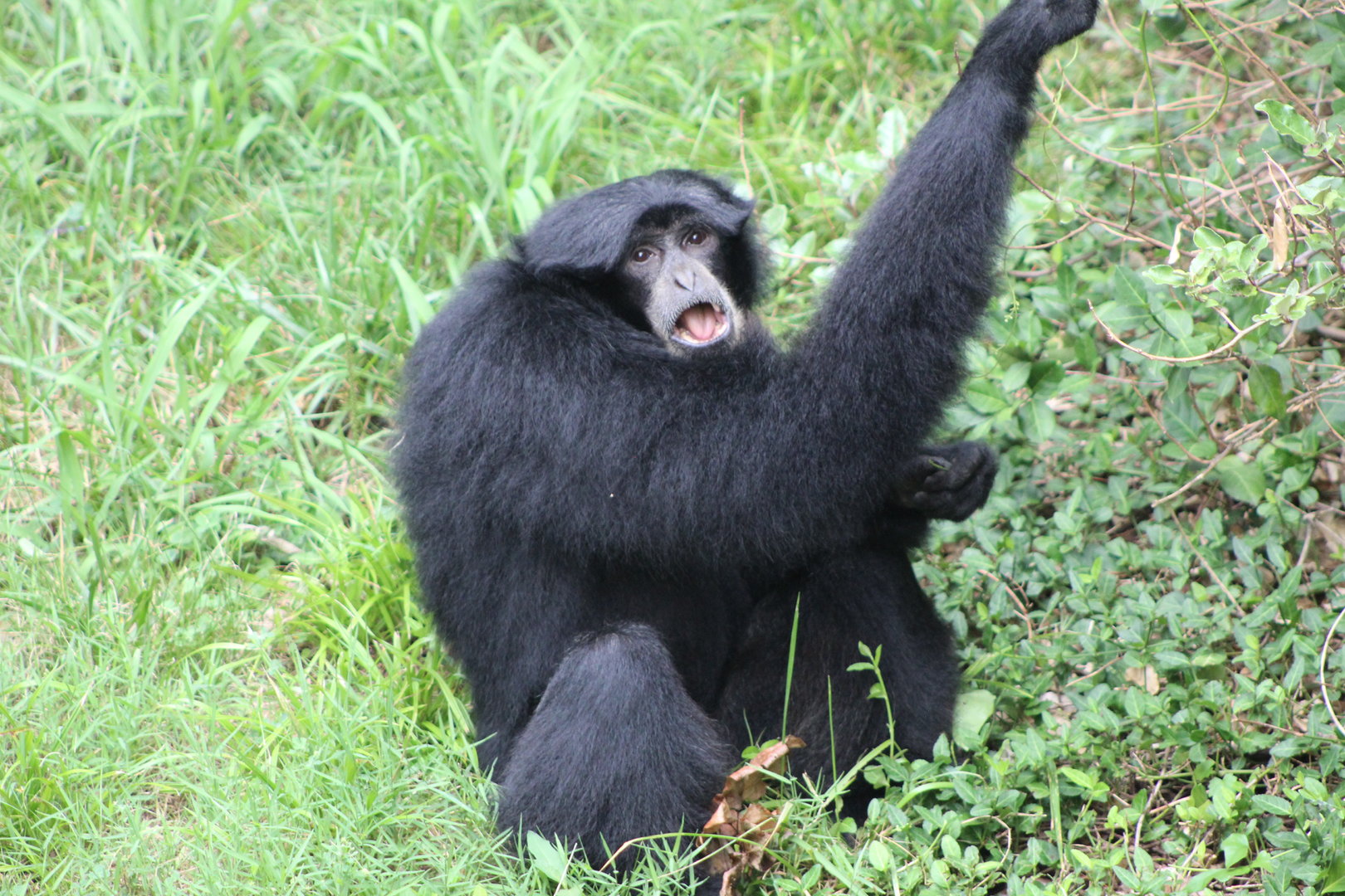 Siamang