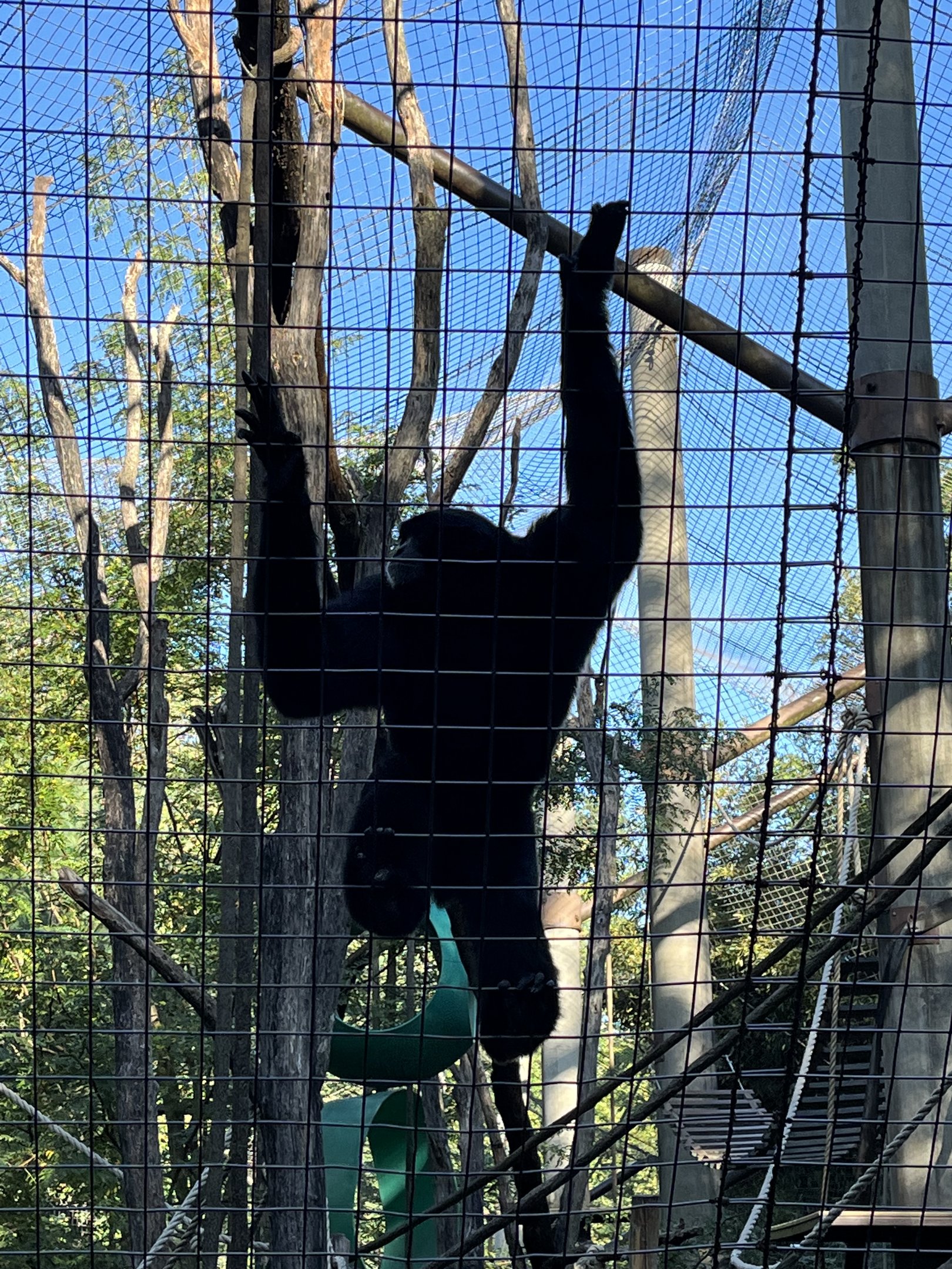 Siamang