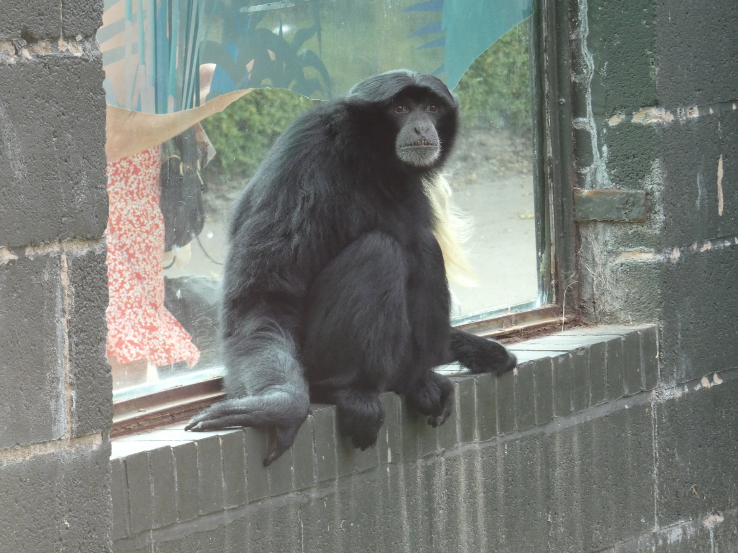 Siamang