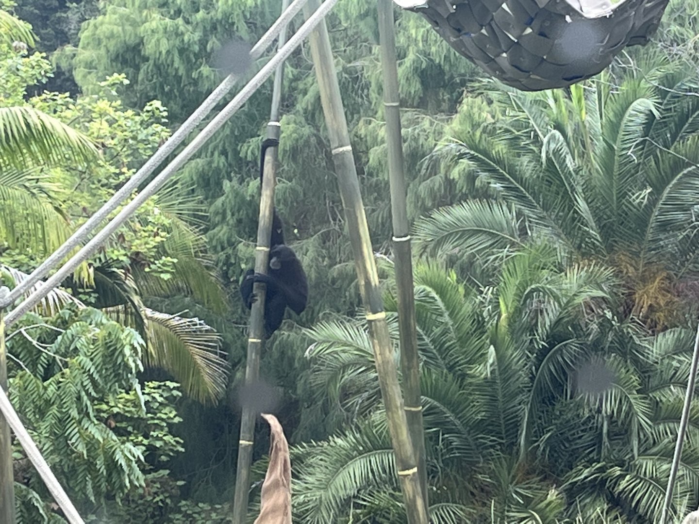 Siamang