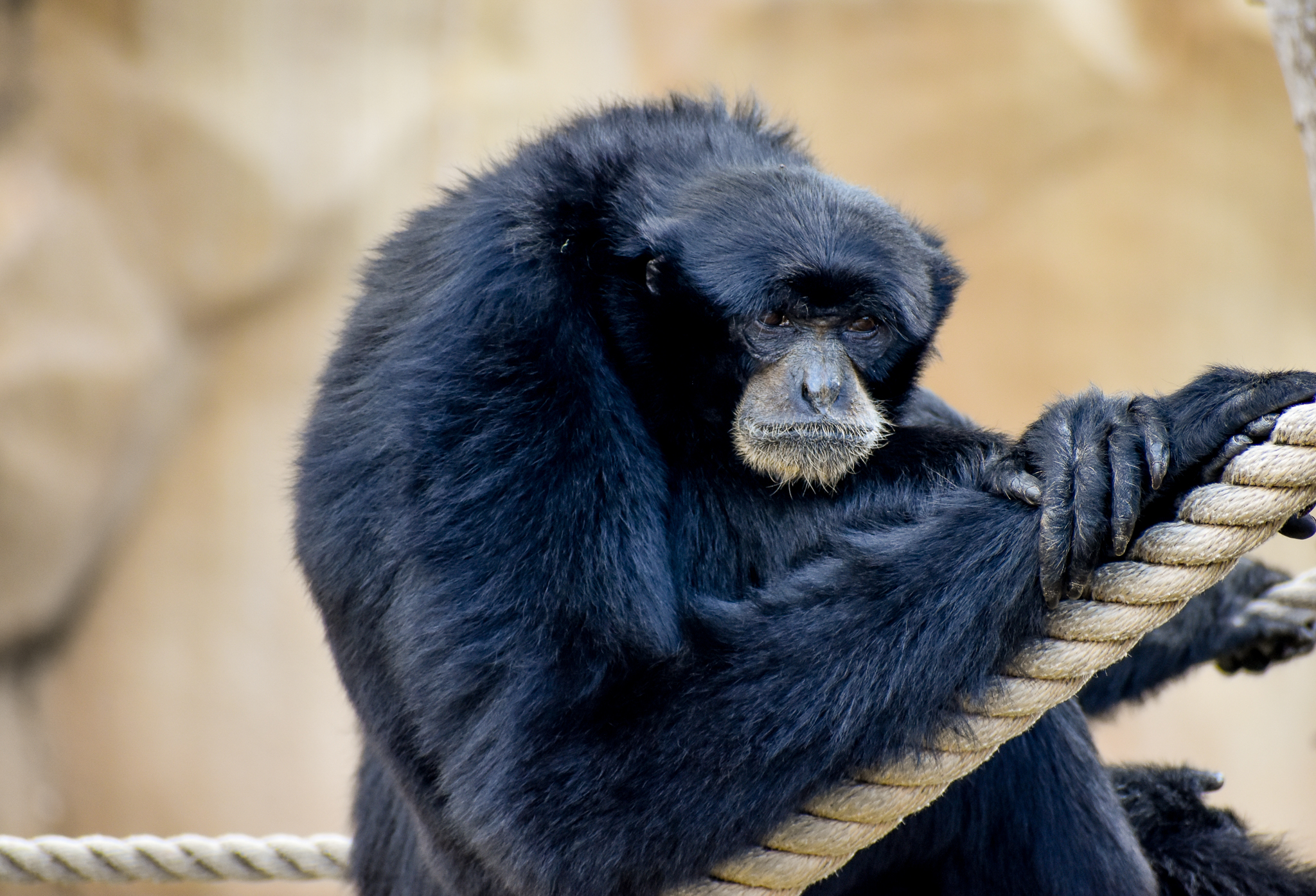 Siamang