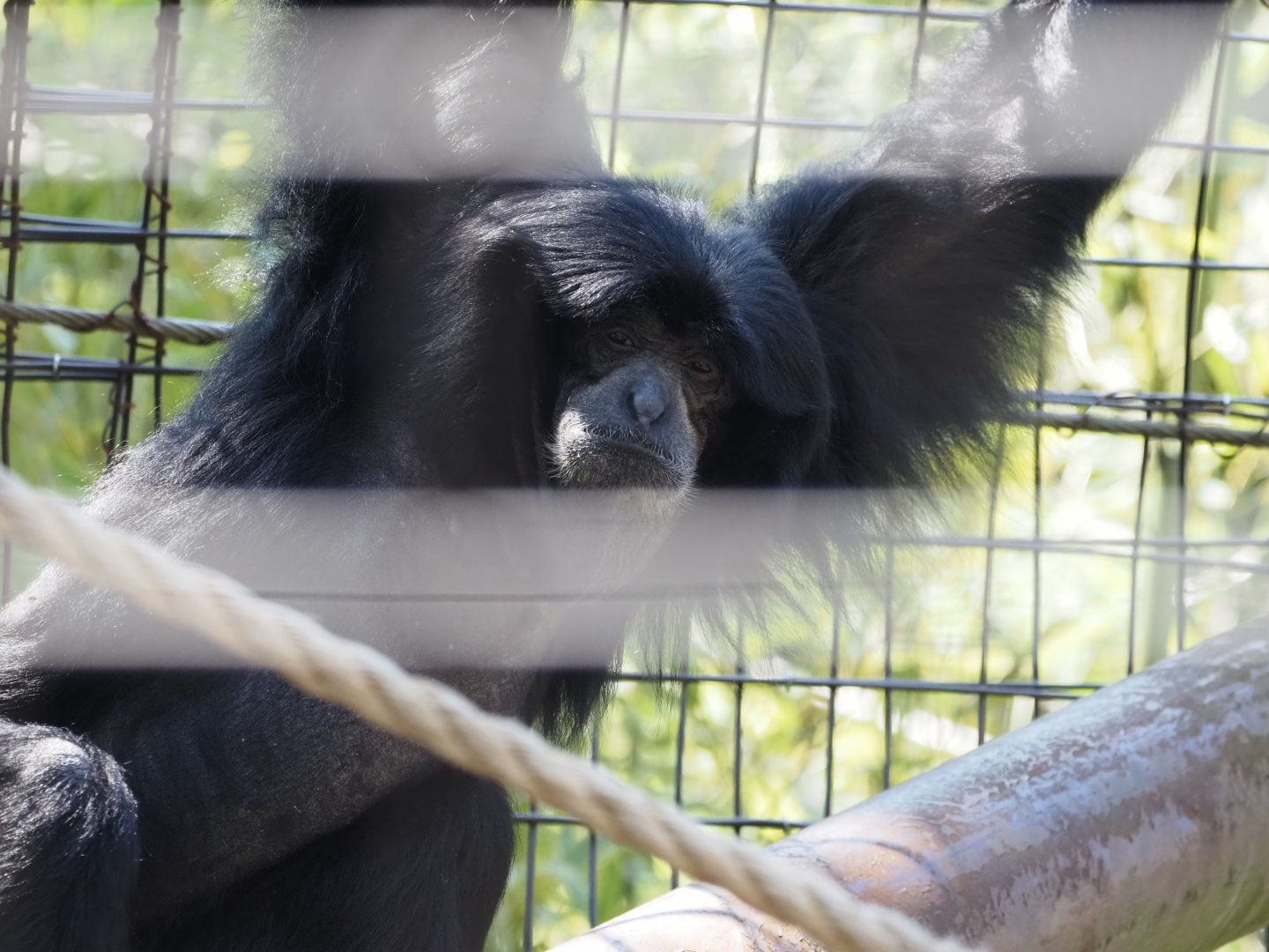 Siamang