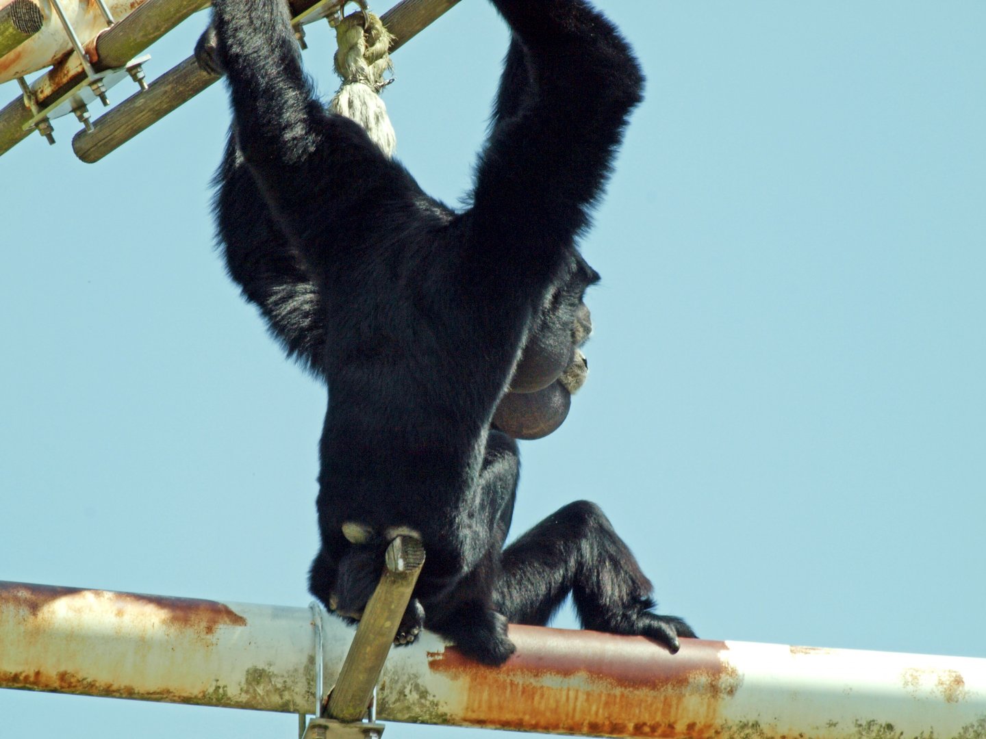 Siamang