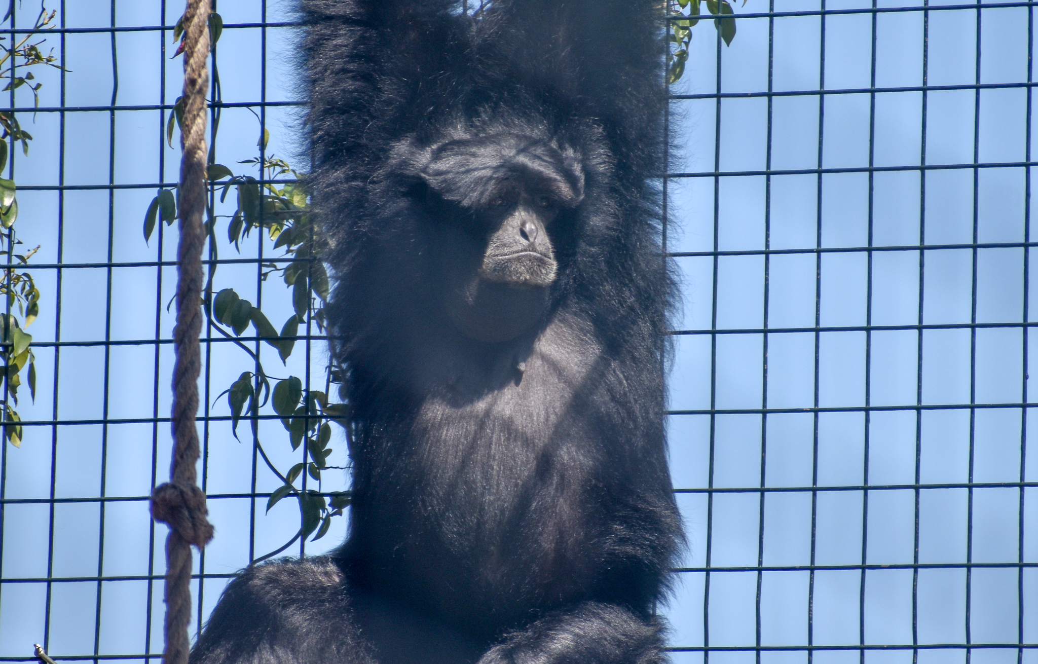 Siamang