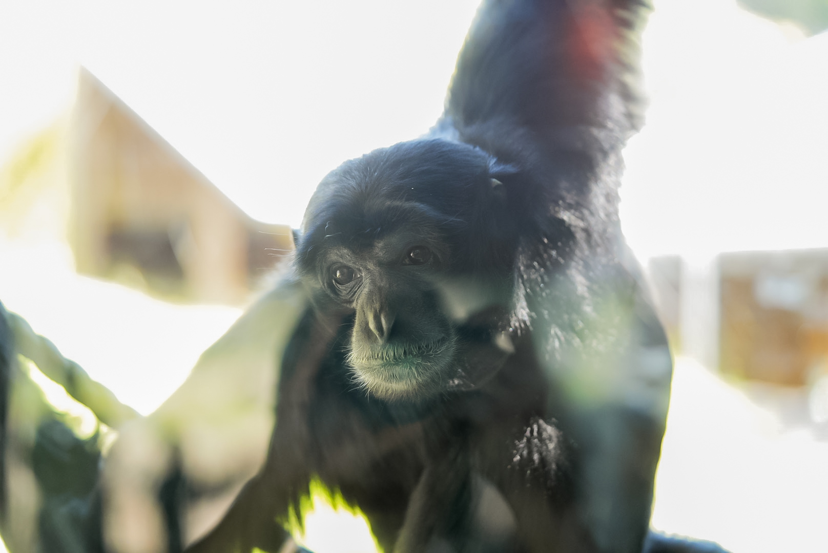Siamang