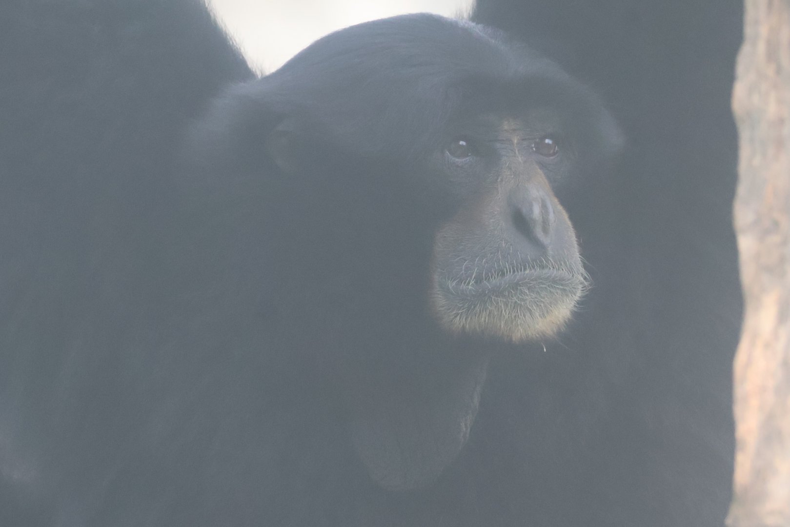 Siamang