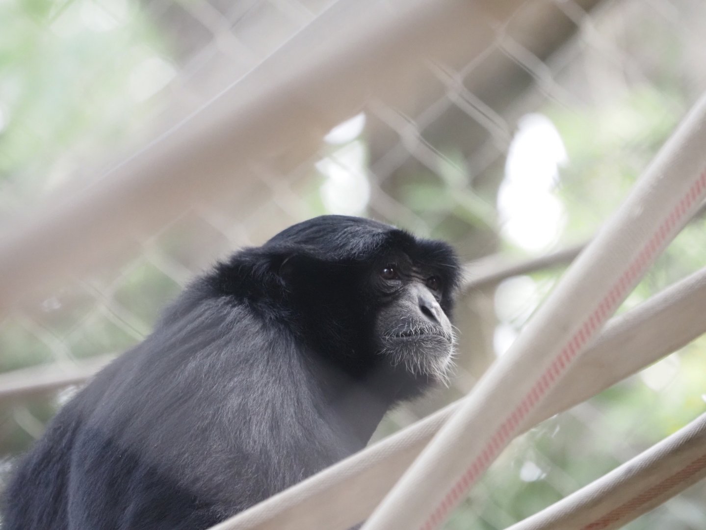 Siamang