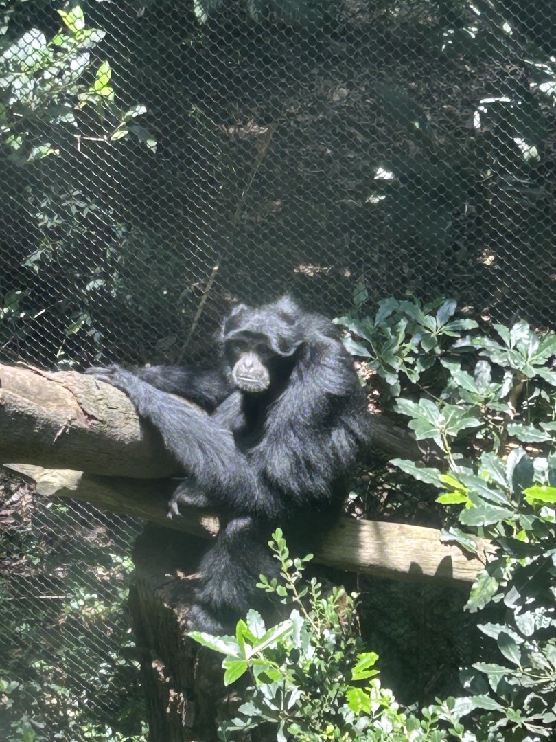 Siamang