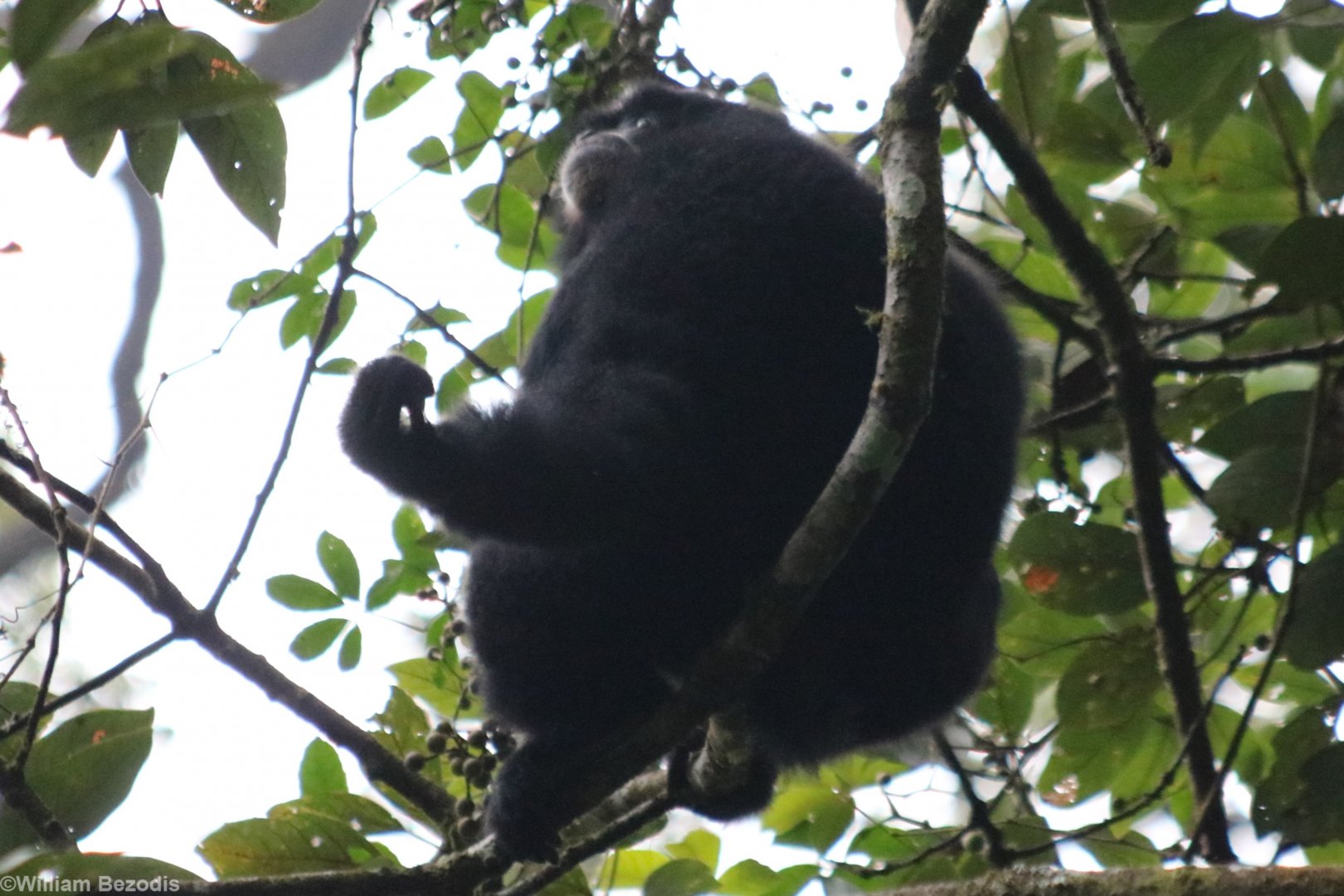 Siamang