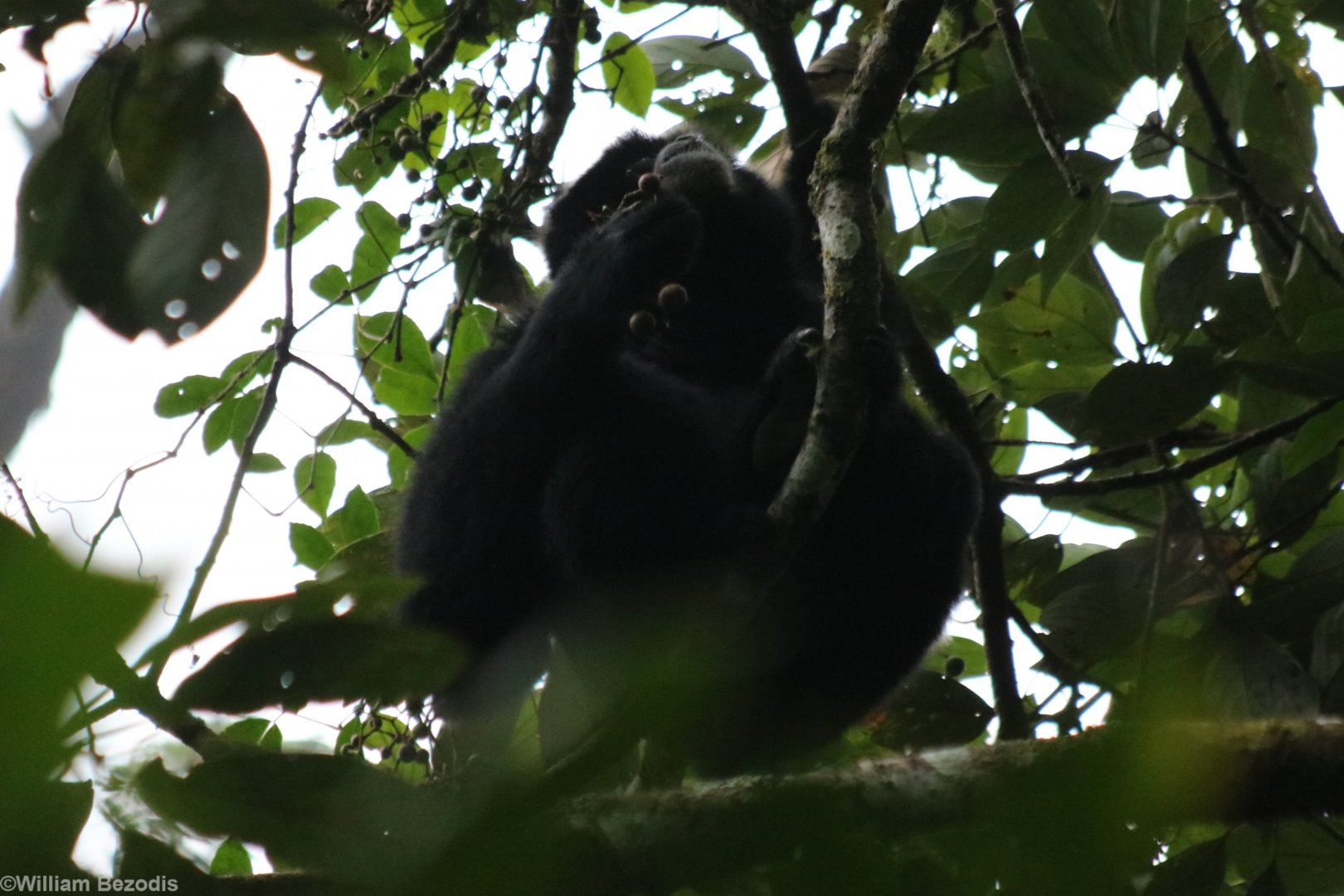 Siamang