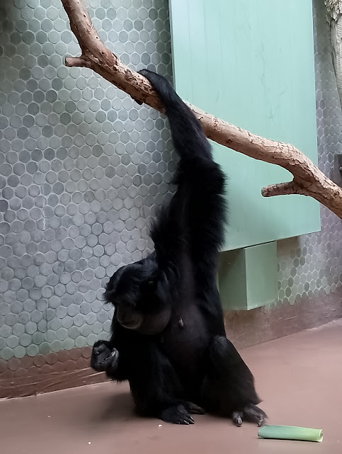 Siamang
