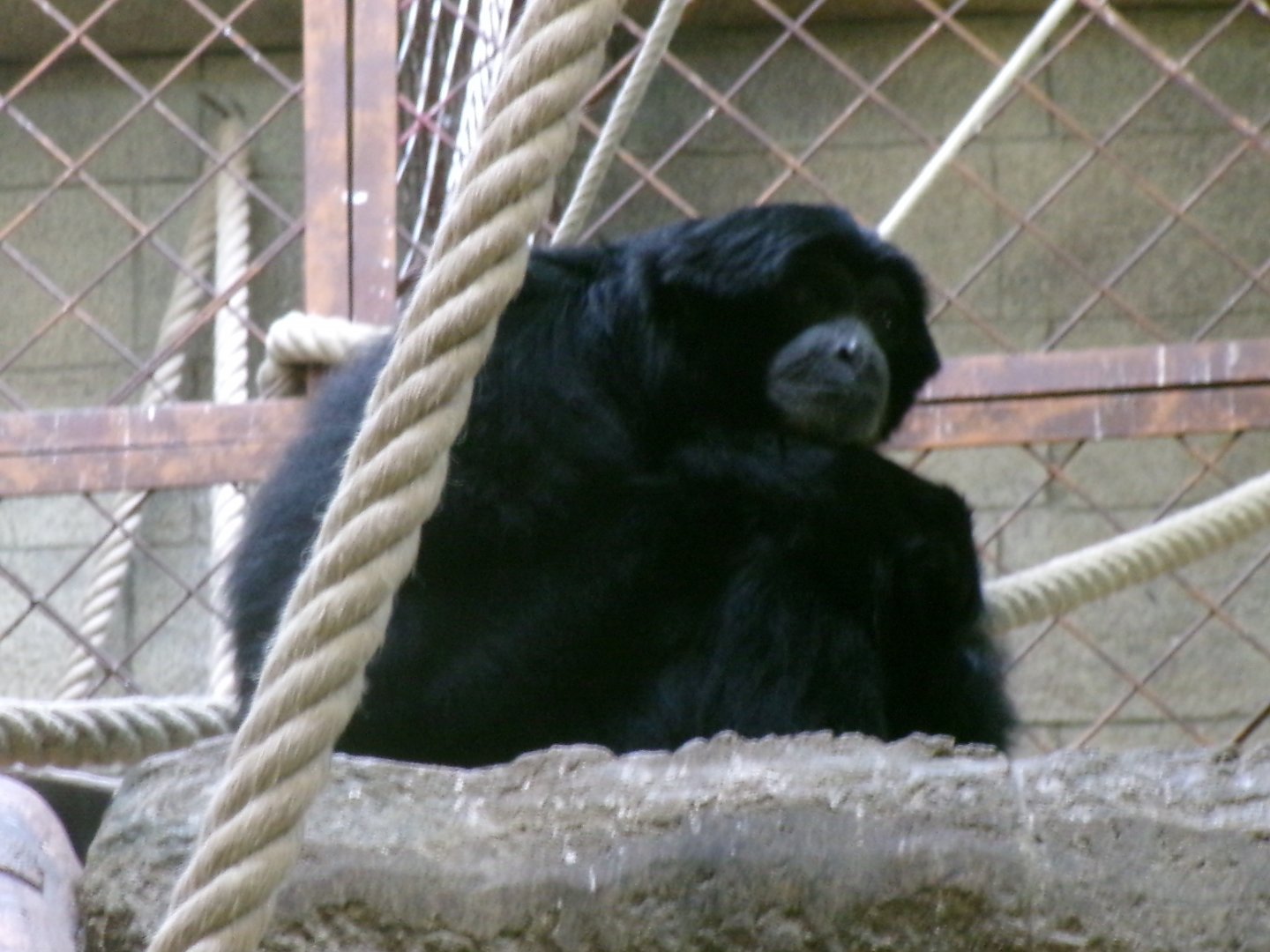 Siamang