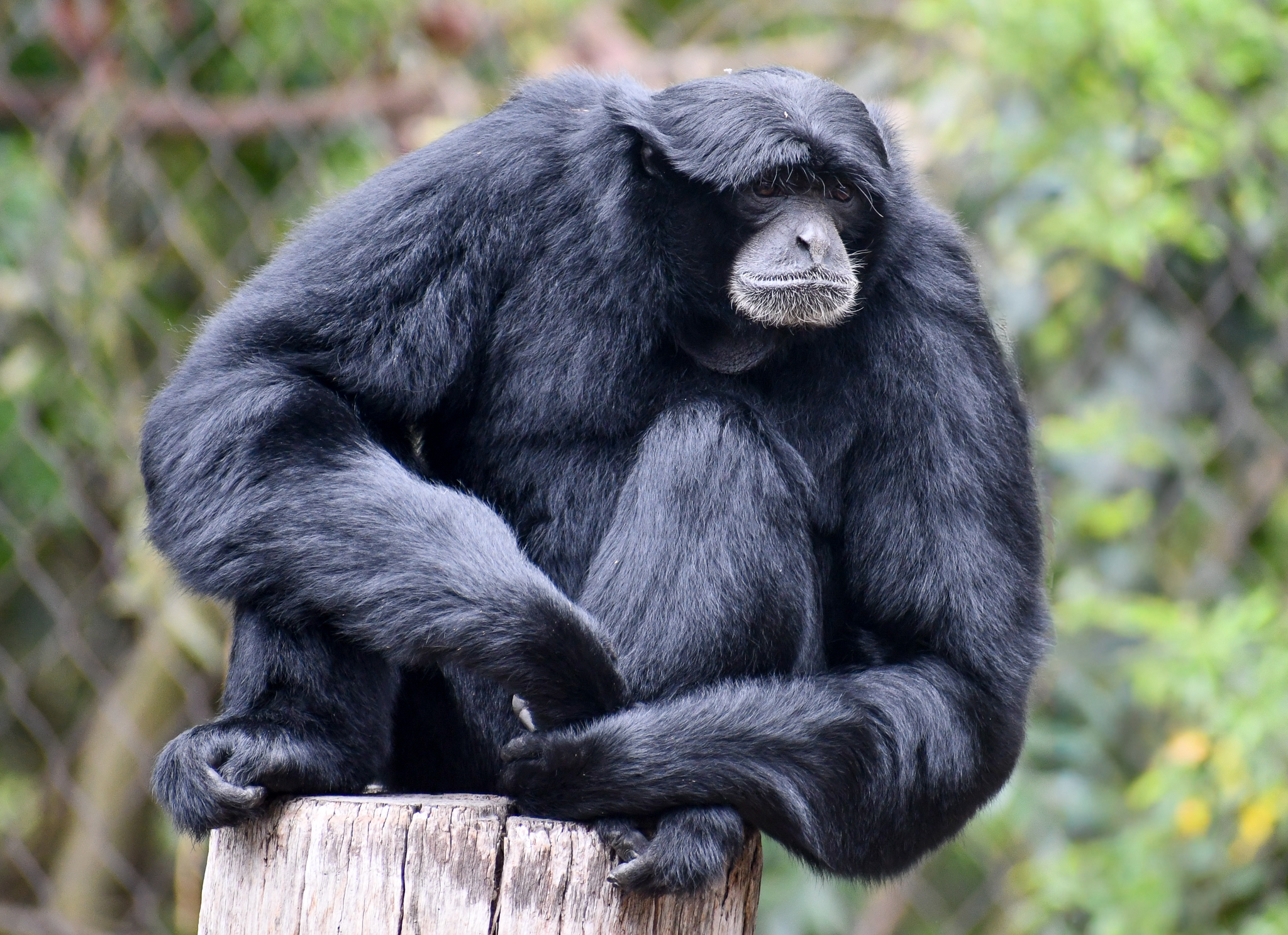 Siamang