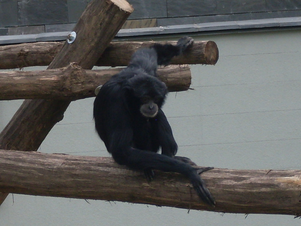 Siamang