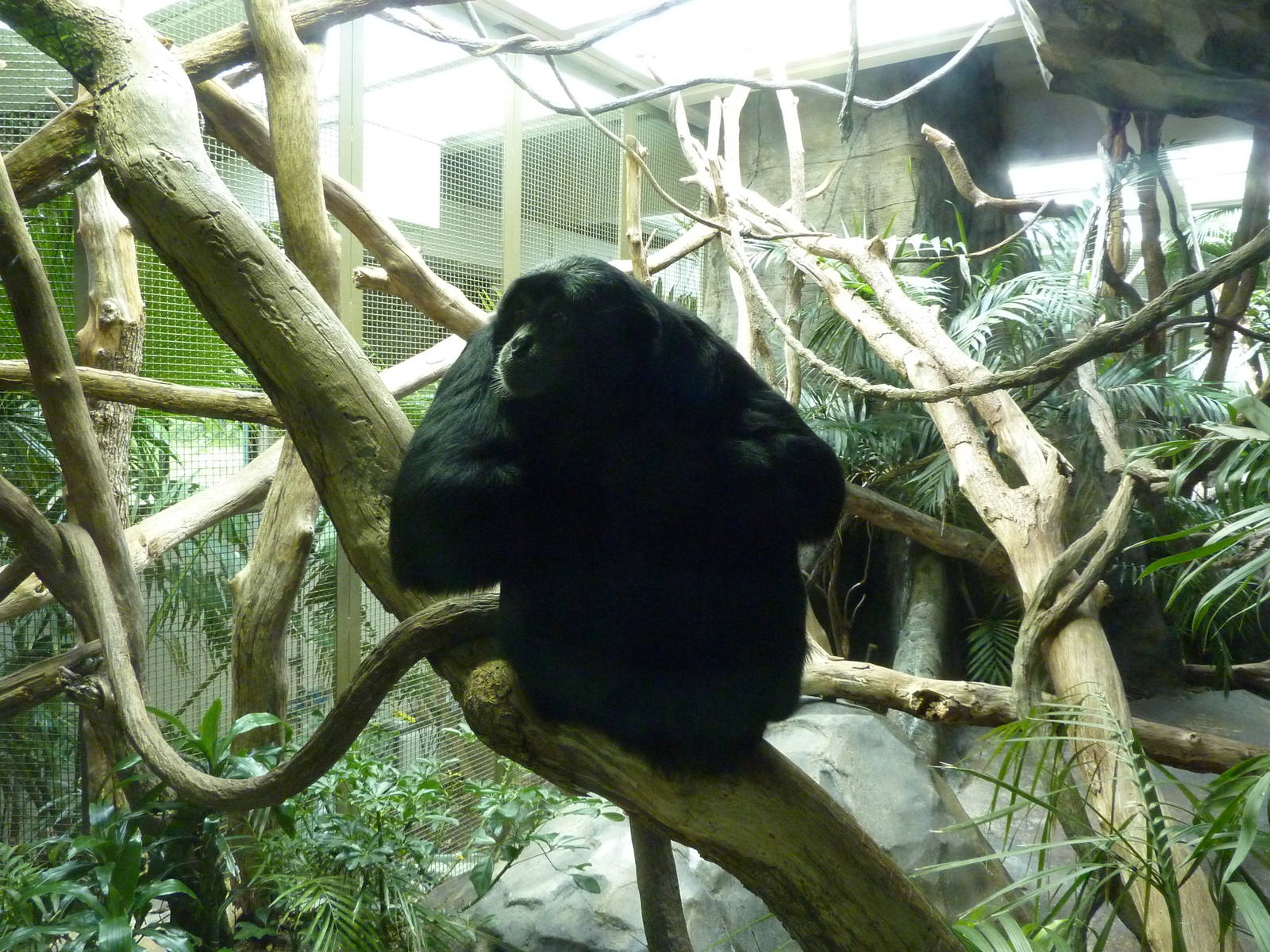 Siamang