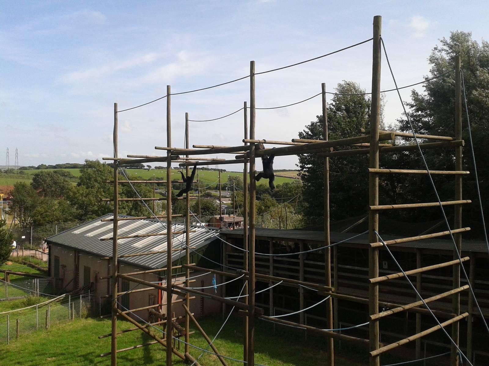 Siamang_Enclosure_SLWAP