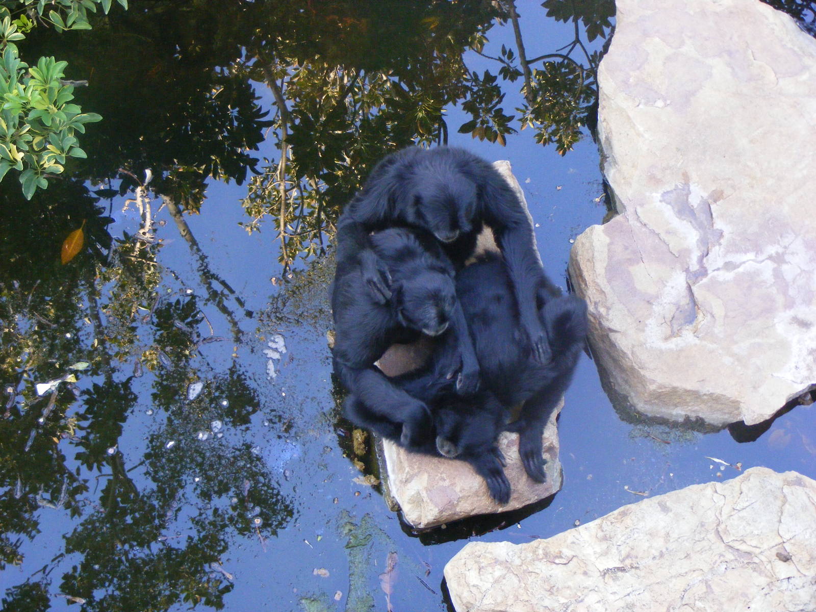 Siamangs - April, 2010