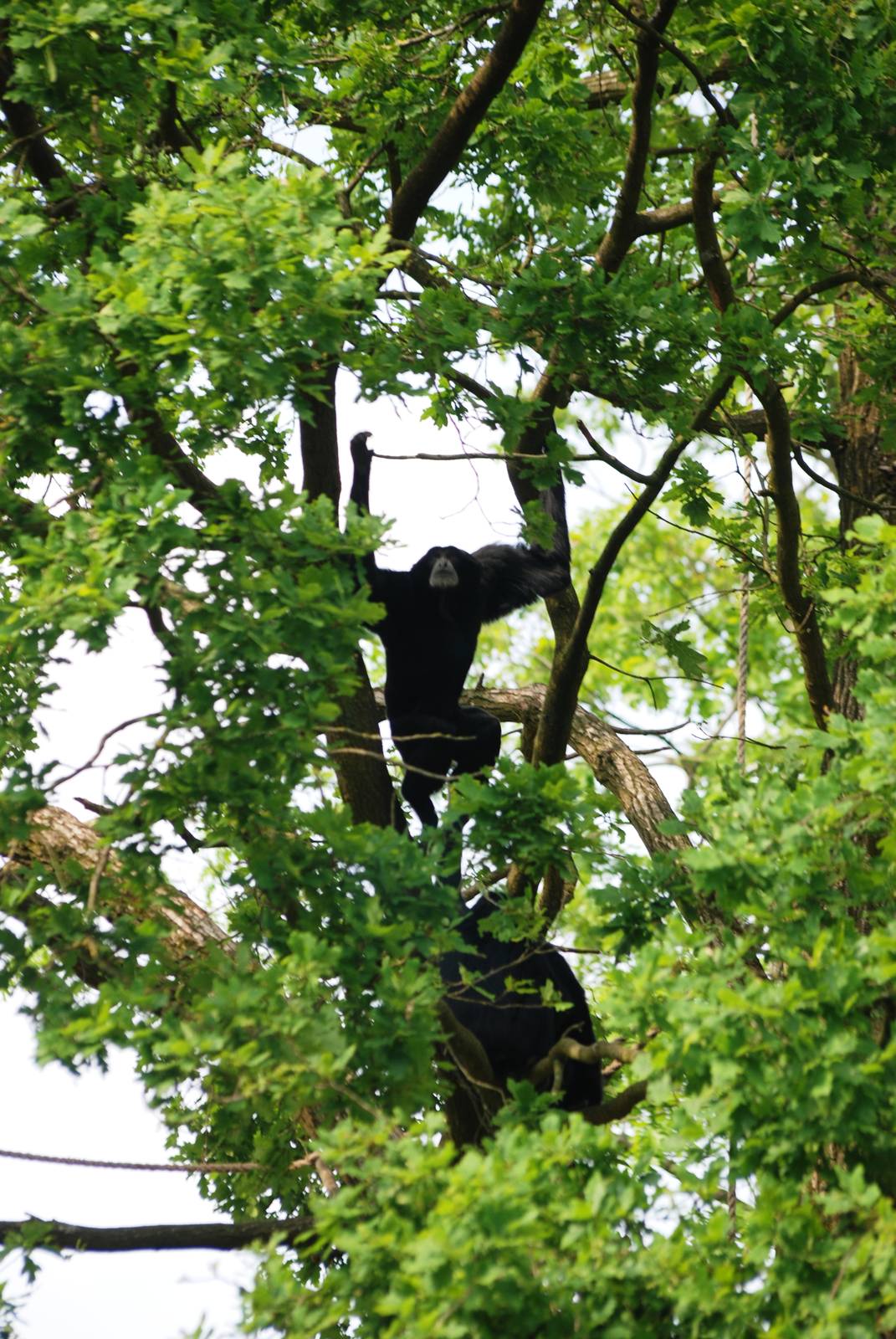 Siamangs at Burgers Zoo Arnhem, 30/05/12