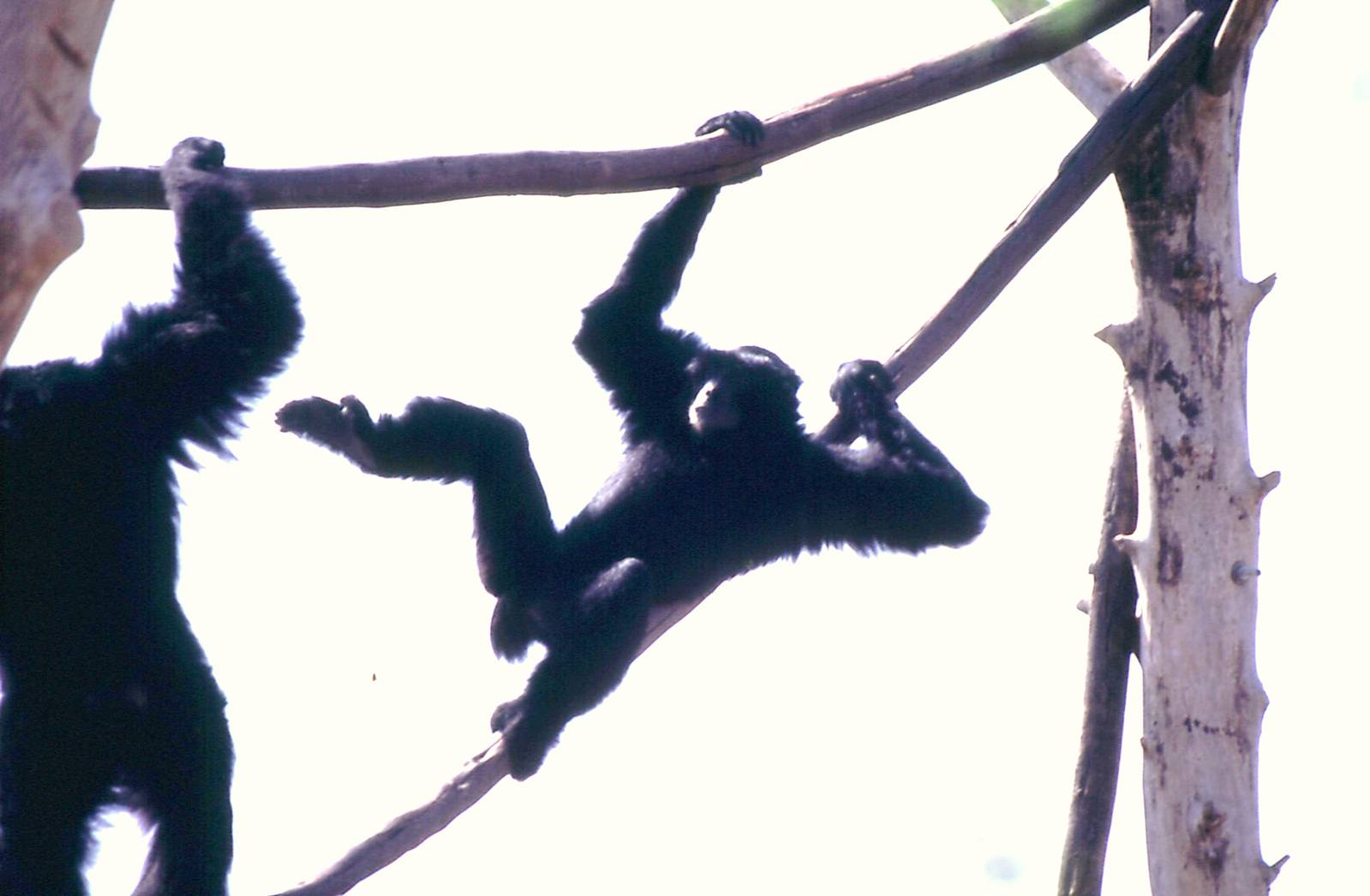 Siamangs climbing