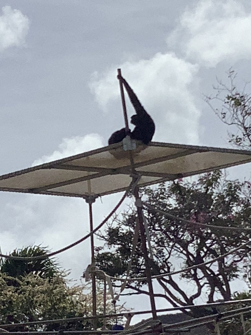 Siamangs Elvis and Ela’Ela 3/25/23