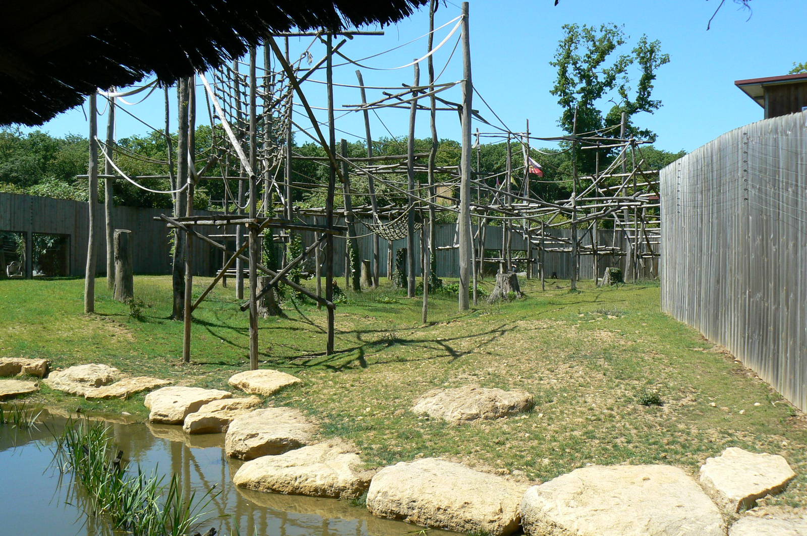 Siamangs exhibit