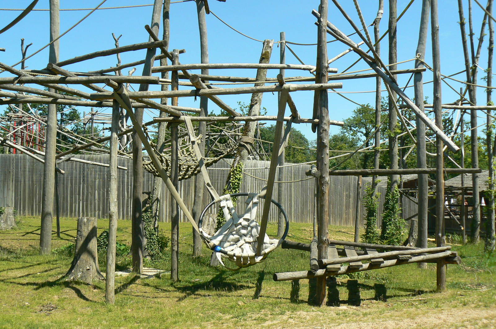 Siamangs exhibit