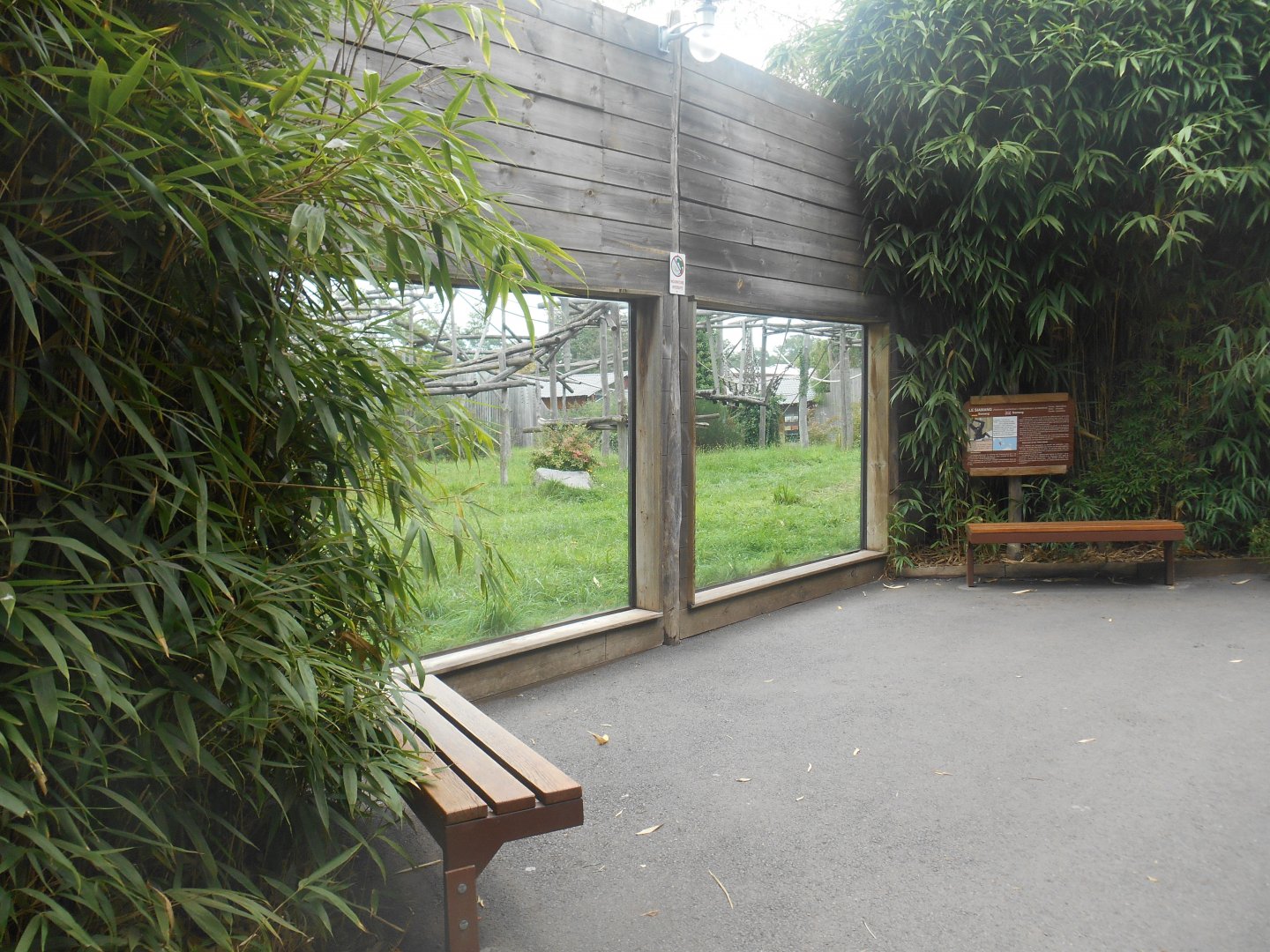 Siamangs Exhibit