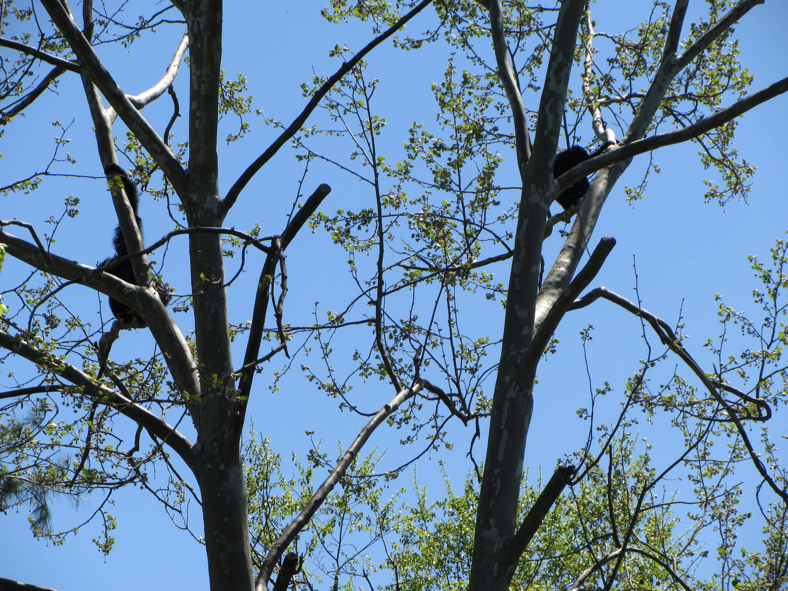 Siamangs High Up in the Trees