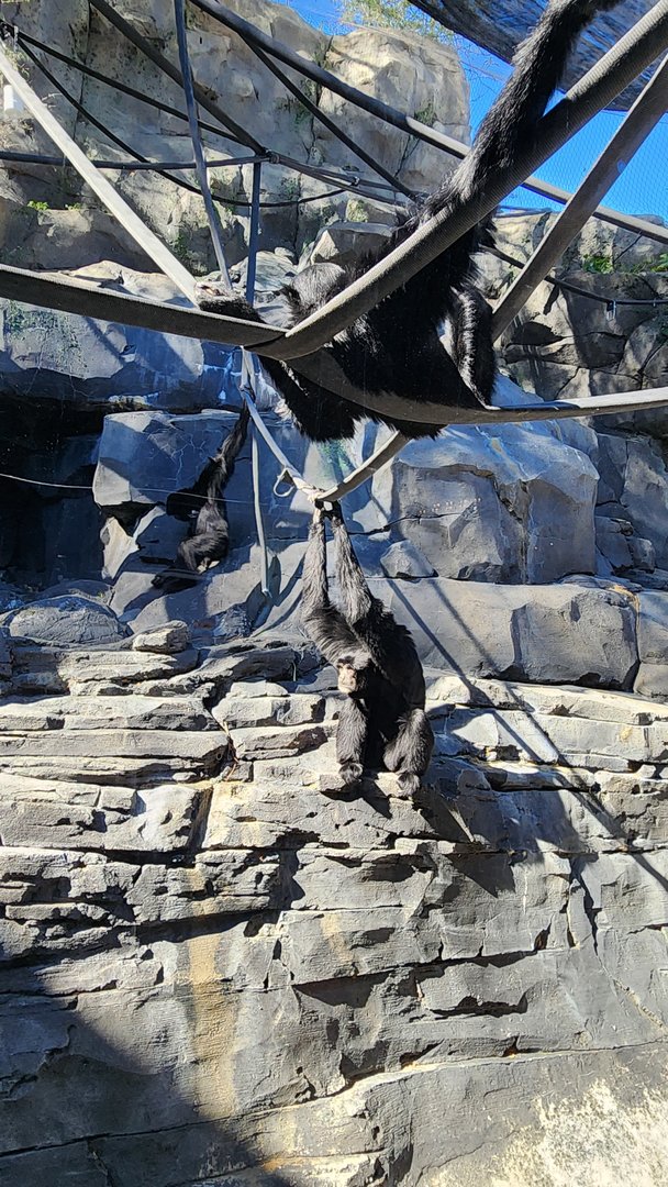 Siamangs in Gorilla Valley