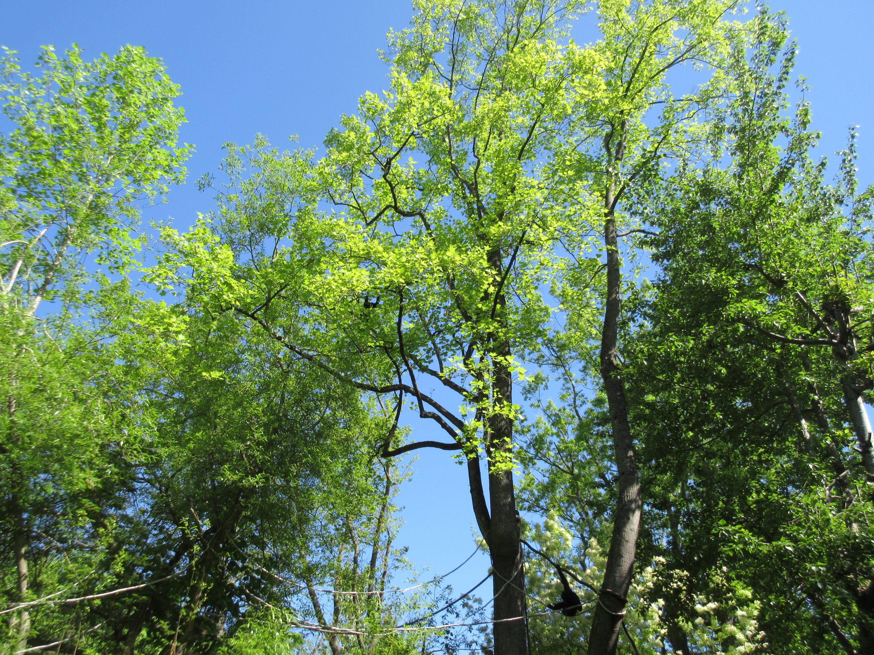 Siamangs - making full use of trees in their island exhibit