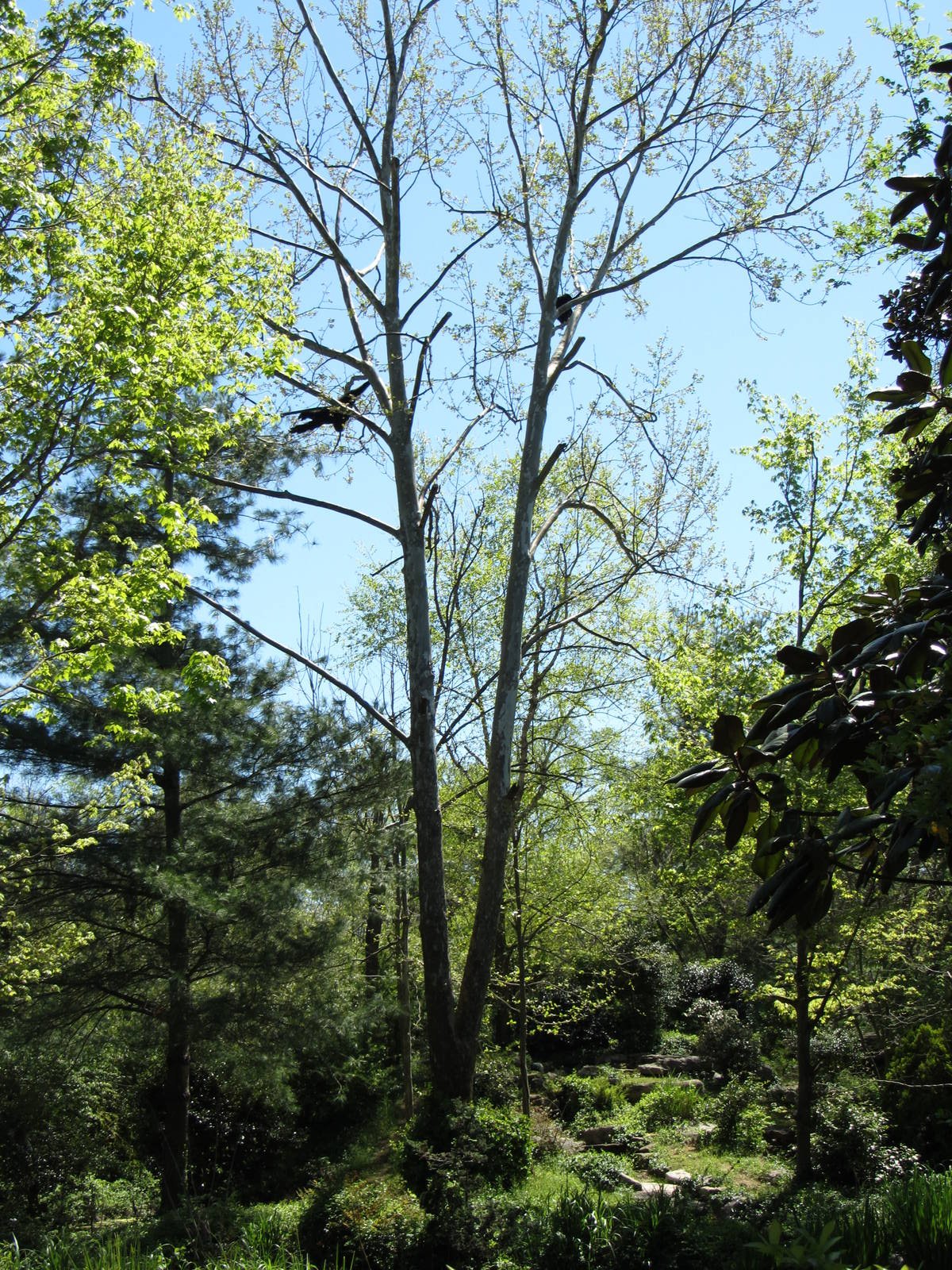 Siamangs Swinging in the Trees