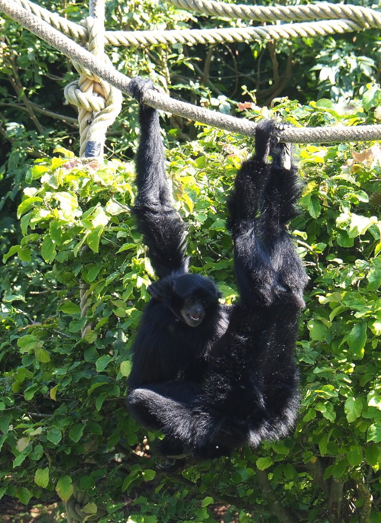 Siamangs (Symphalangus syndactylus), 2021-09-02