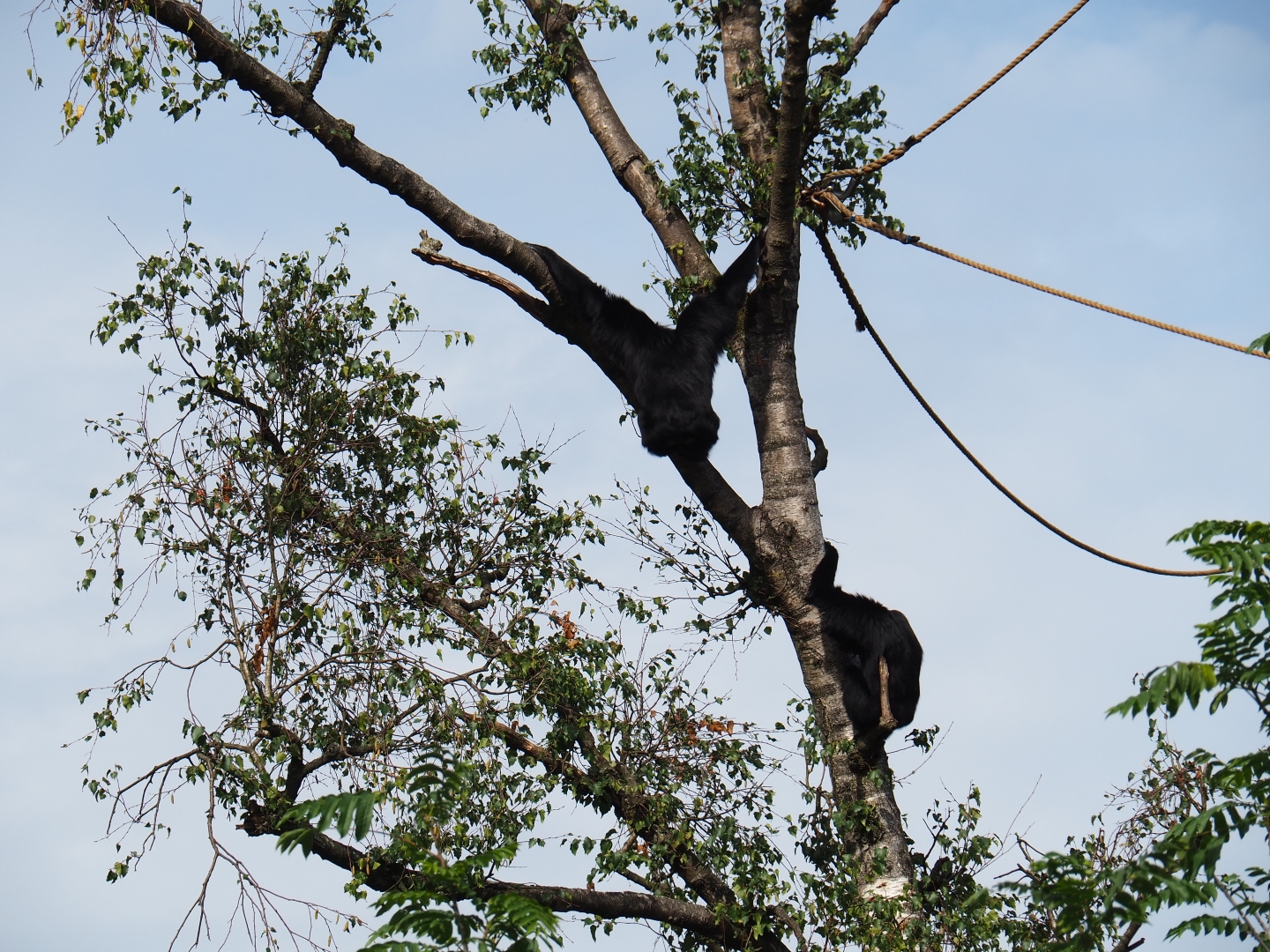 Siamangs (Symphalangus syndactylus) in tree (Sep 16th, 2018)
