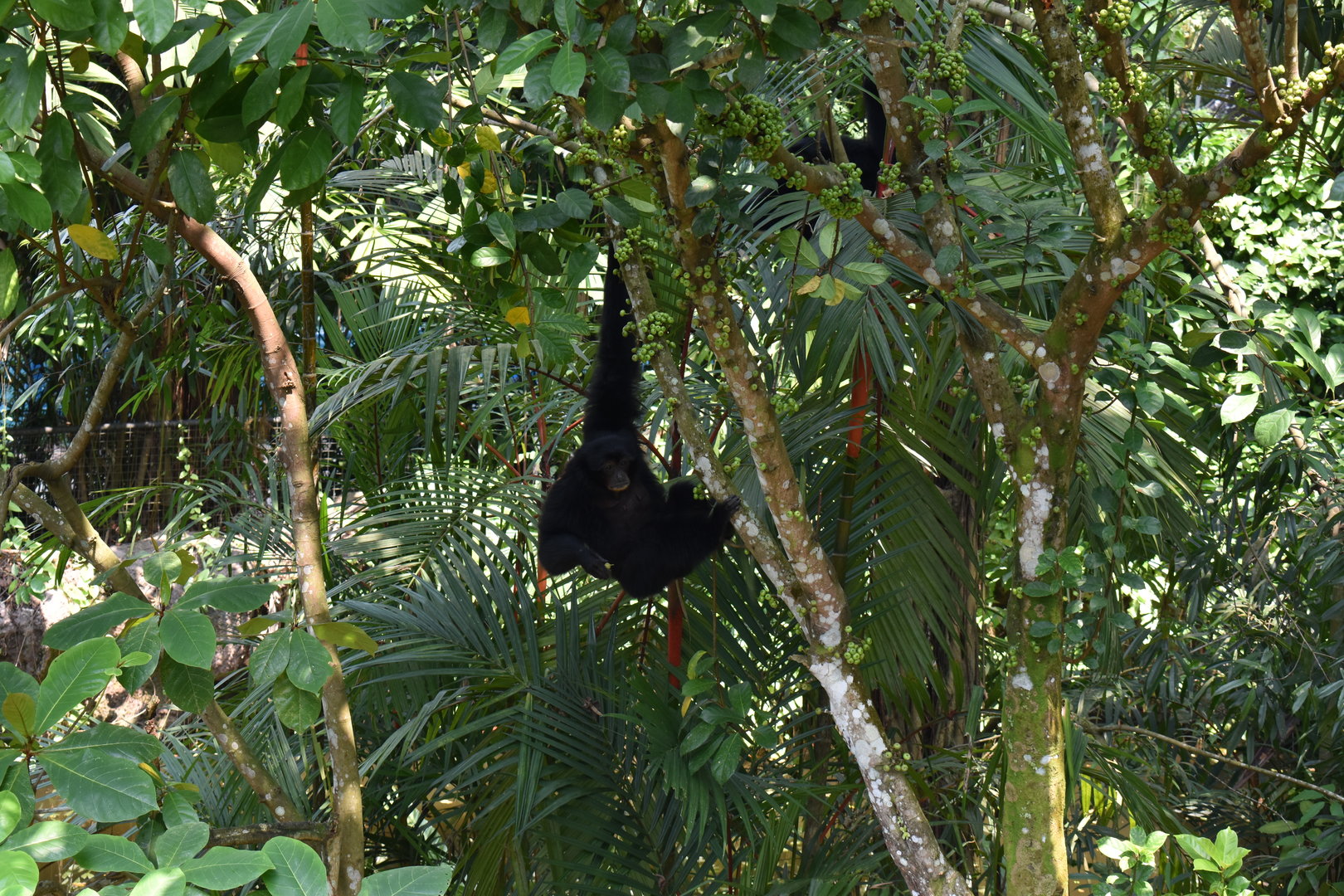 Siamangs, Treetops Trail