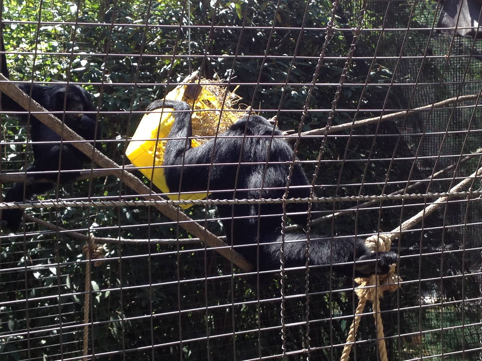 Siamangs with Enrichment