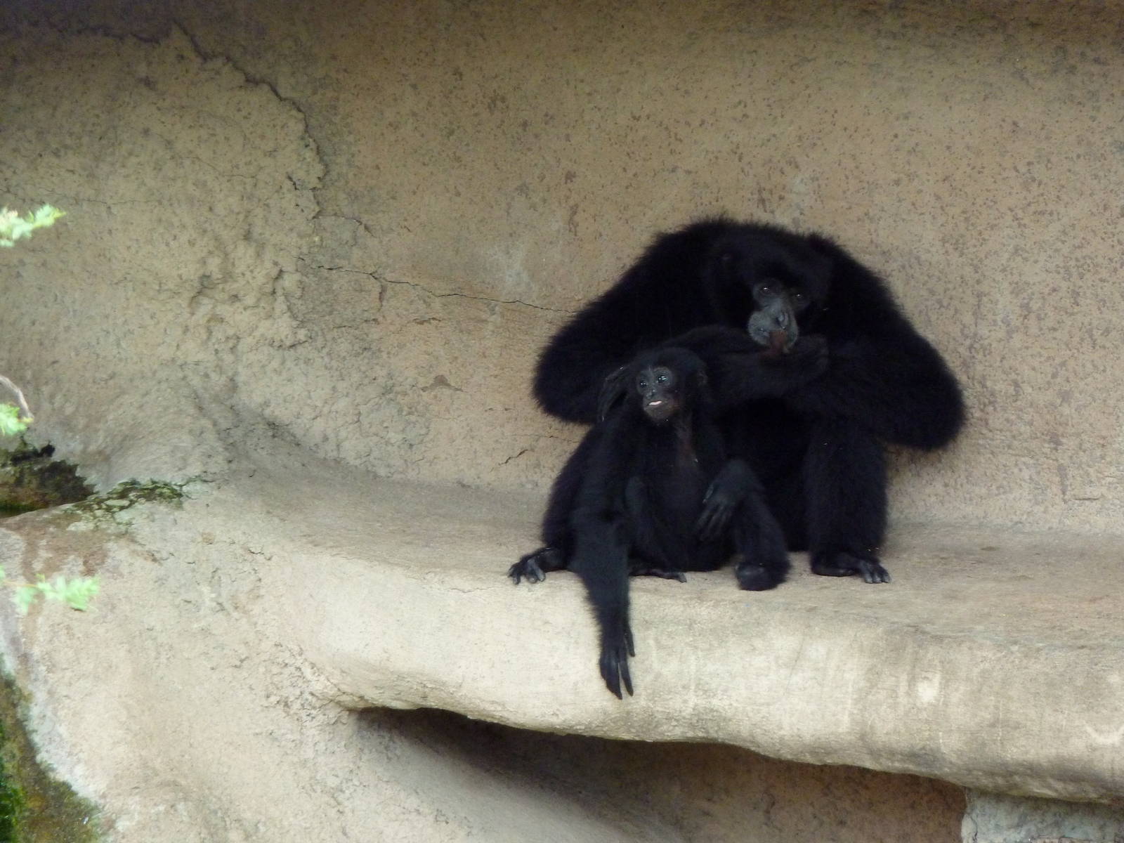 Siamangs