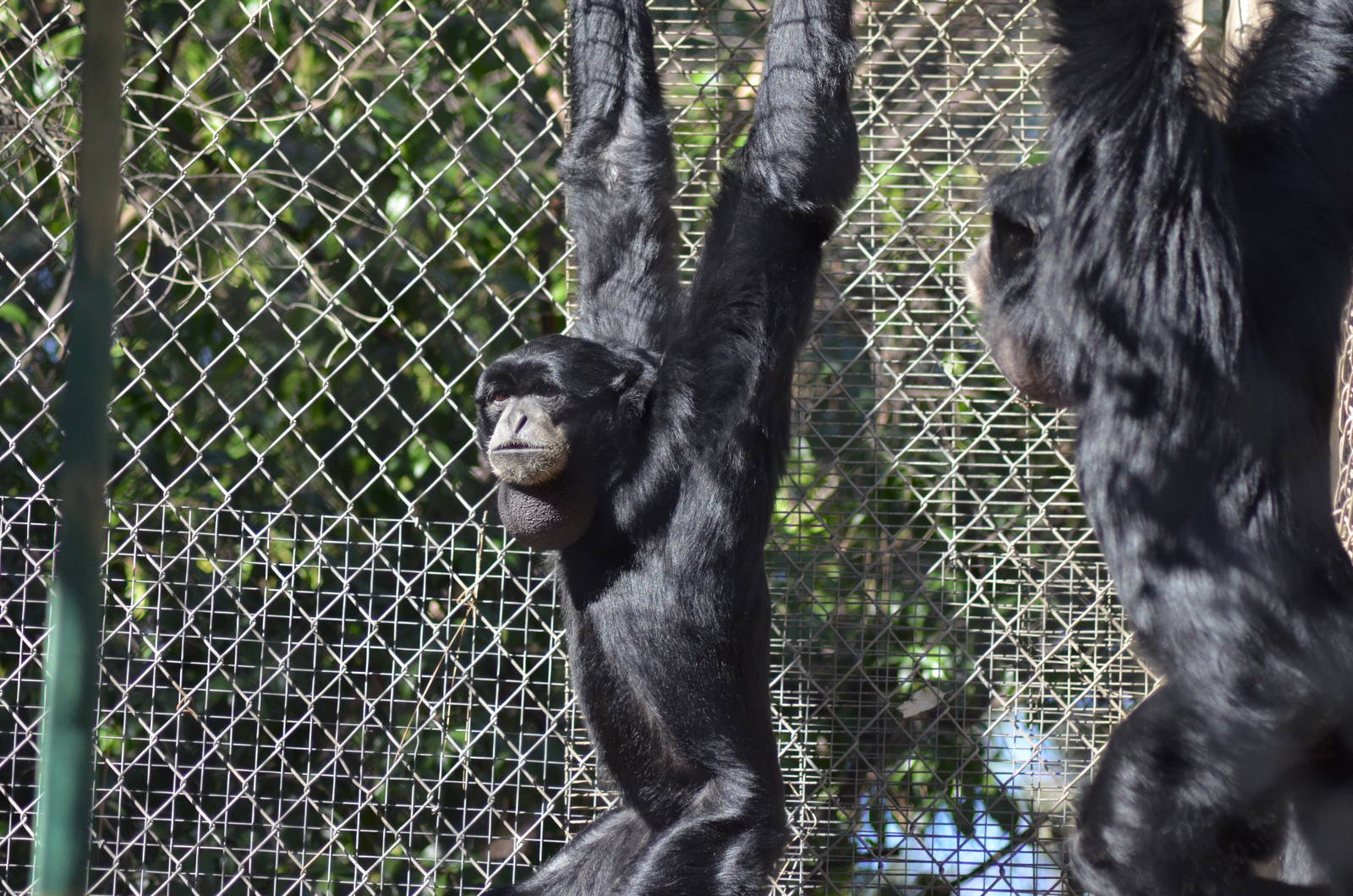 Siamangs