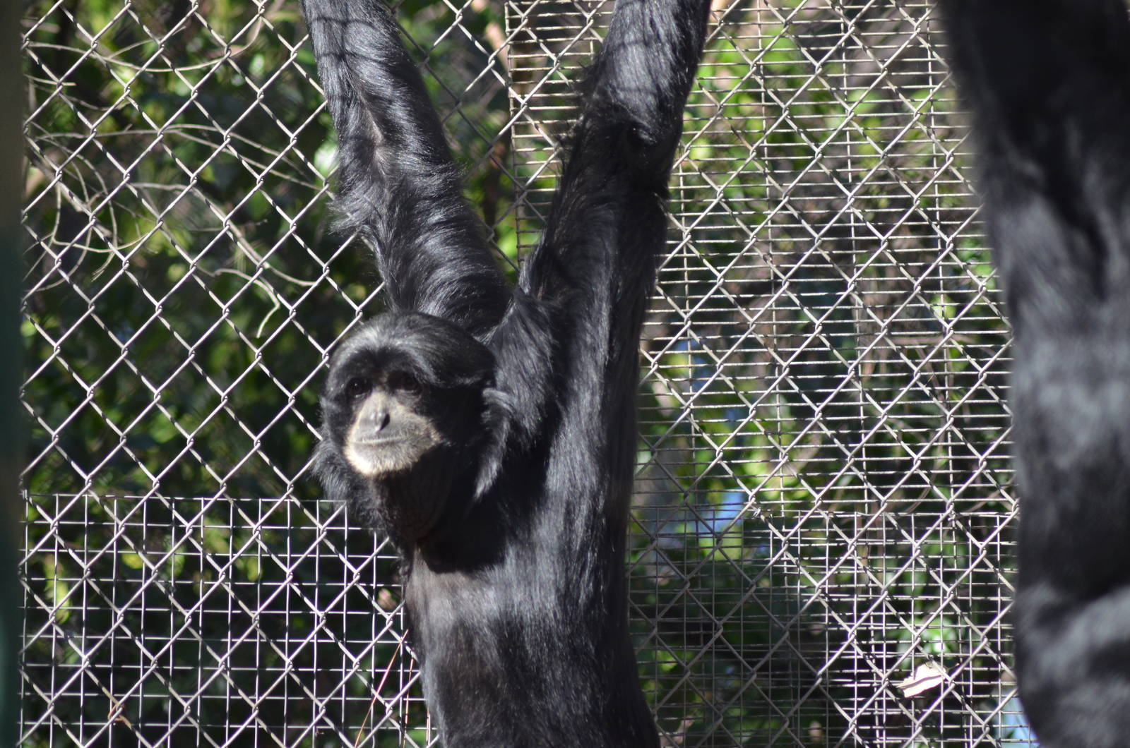 Siamangs