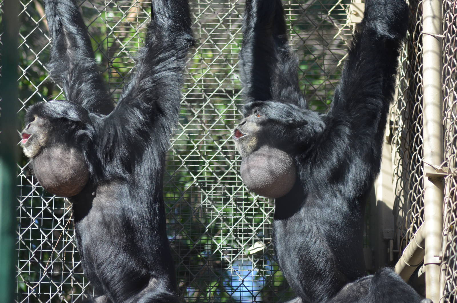 Siamangs