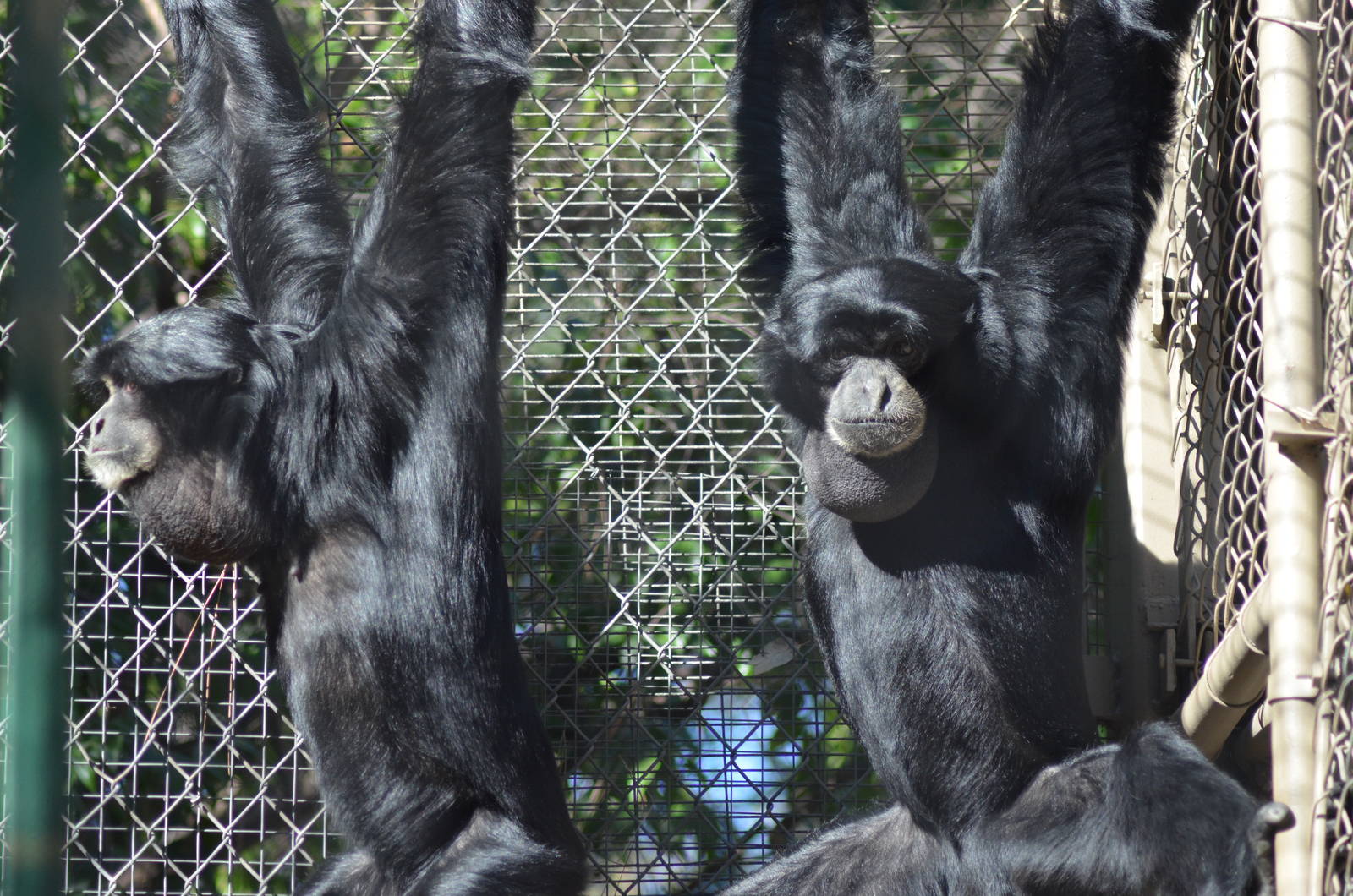 Siamangs
