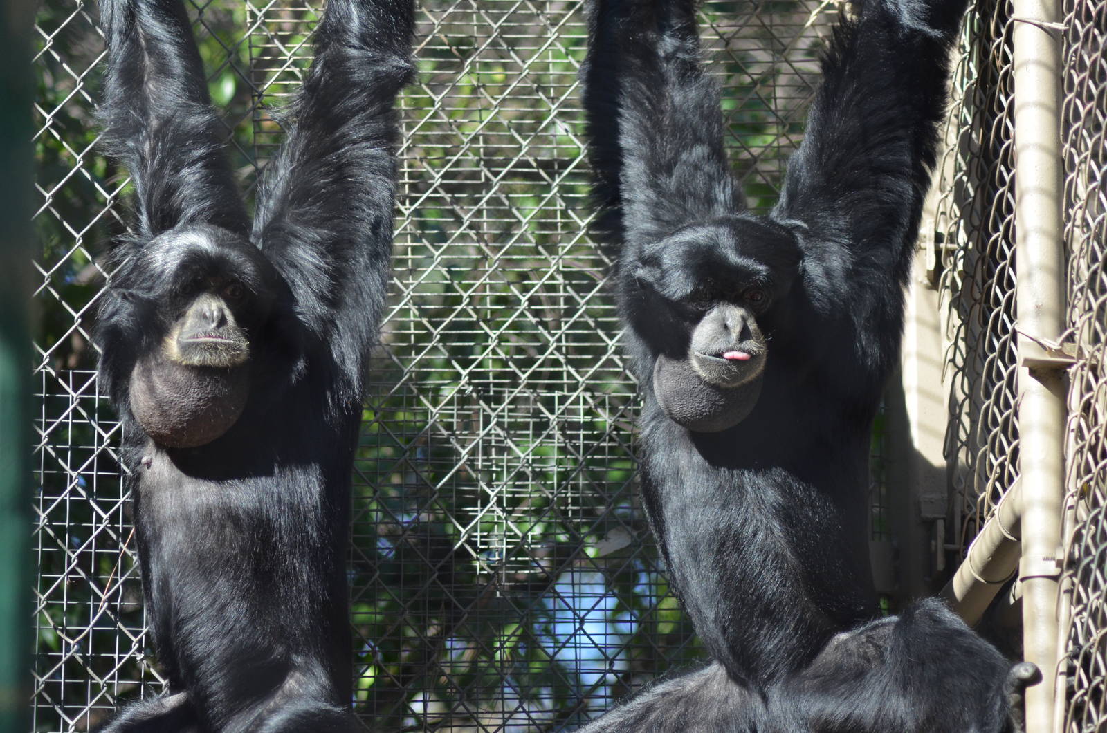 Siamangs