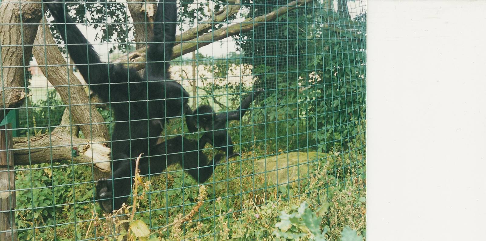 Siamangs