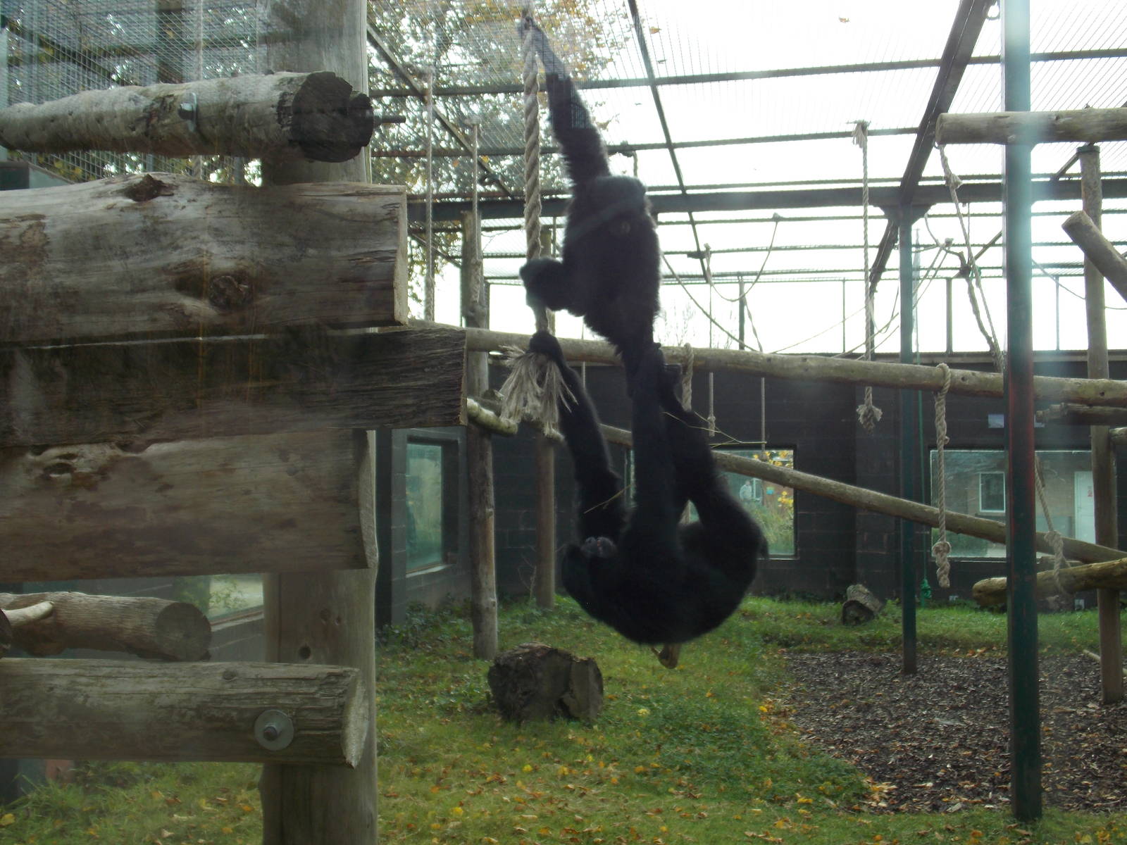 Siamangs